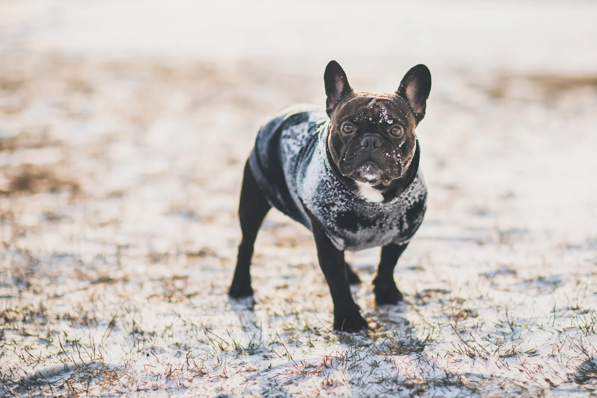 2021_02_hideg-francia-bulldog-scaled.webp
