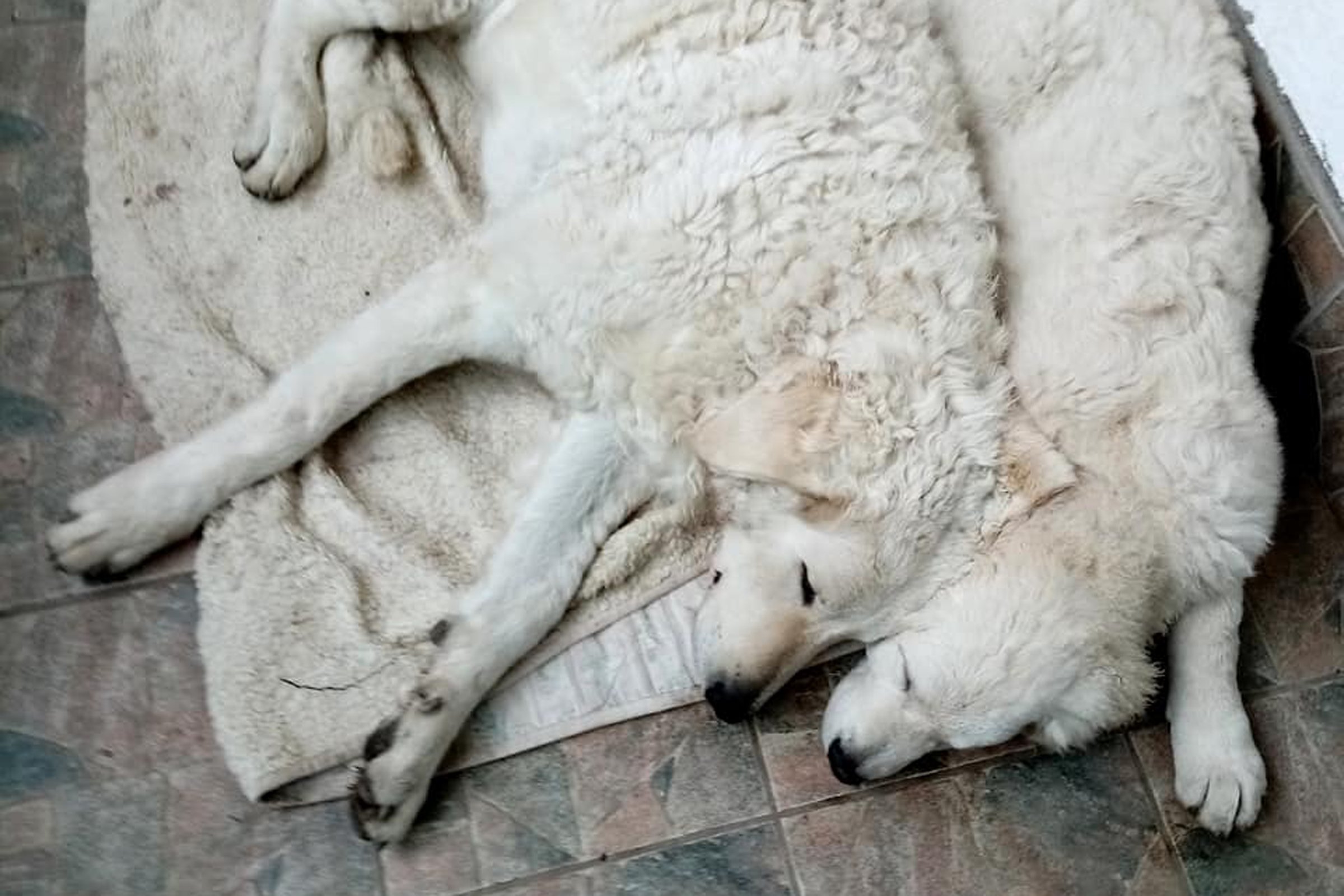 két kuvasz