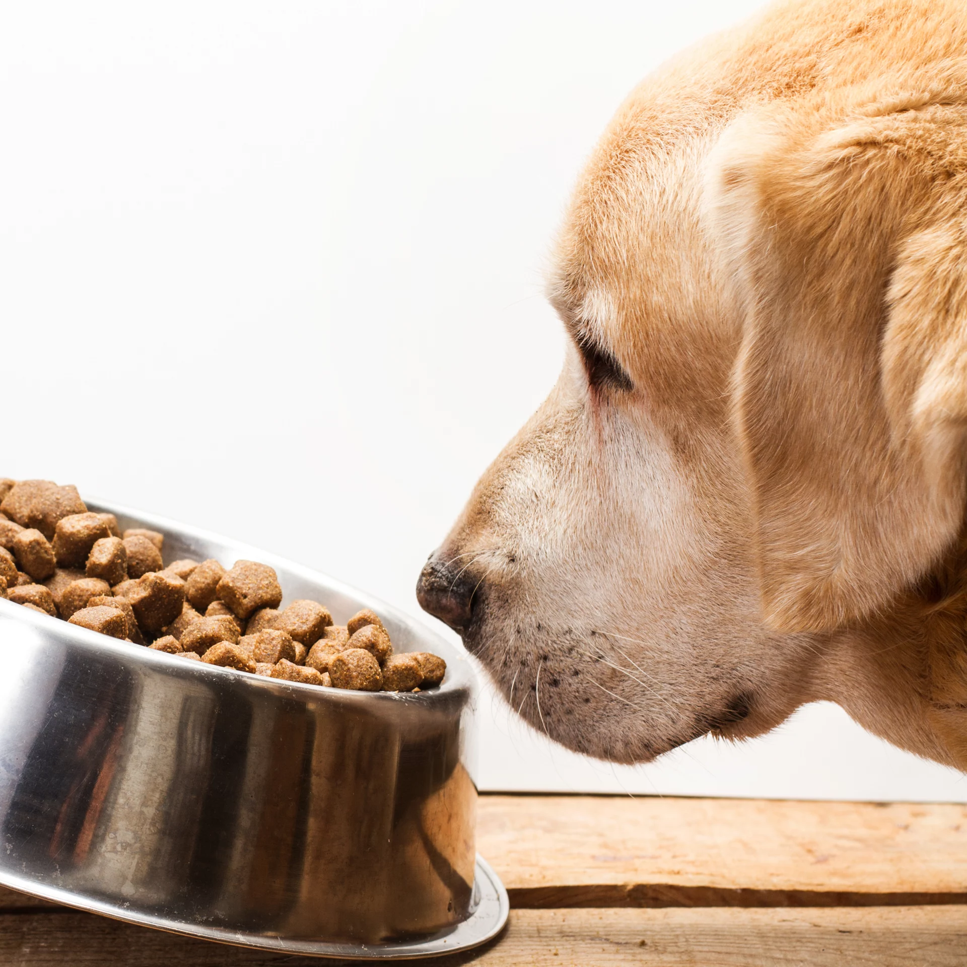 2021_02_kutyatap-labrador-kocka-scaled.webp