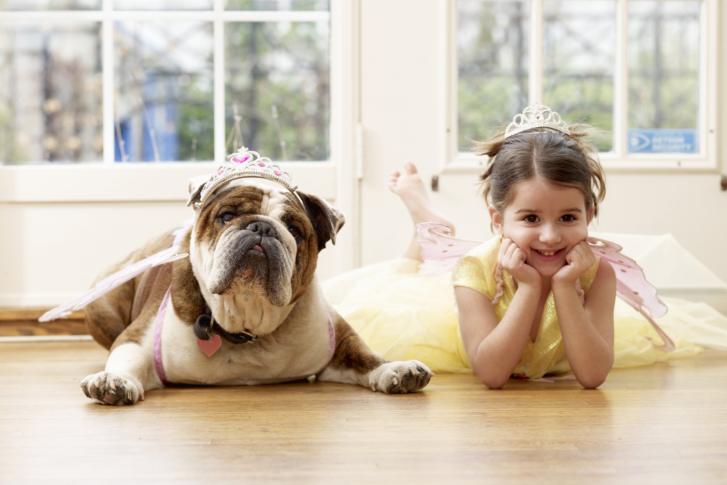 angol bulldog kislány korona