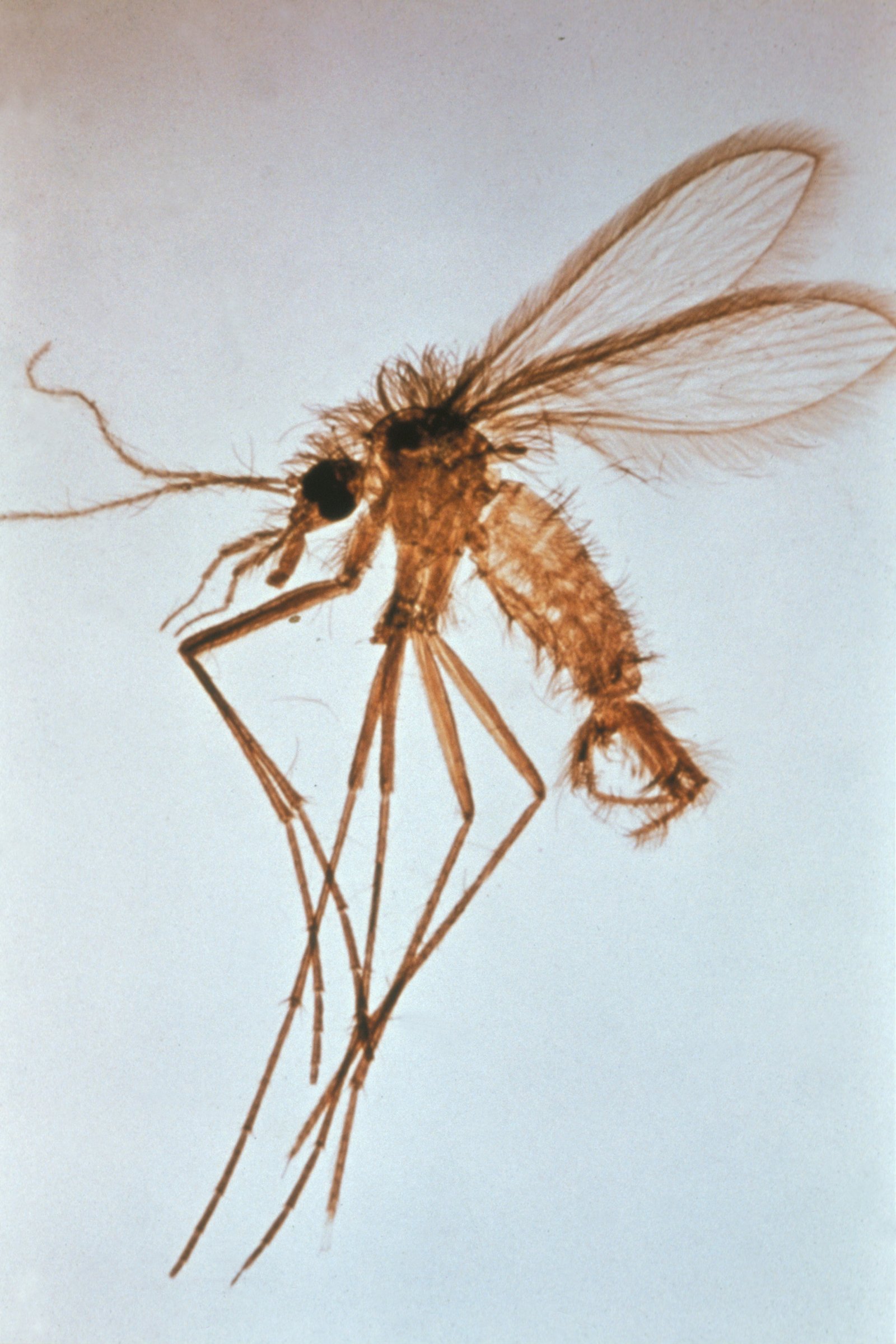 Phlebotomus leishmaniózis szúnyog
