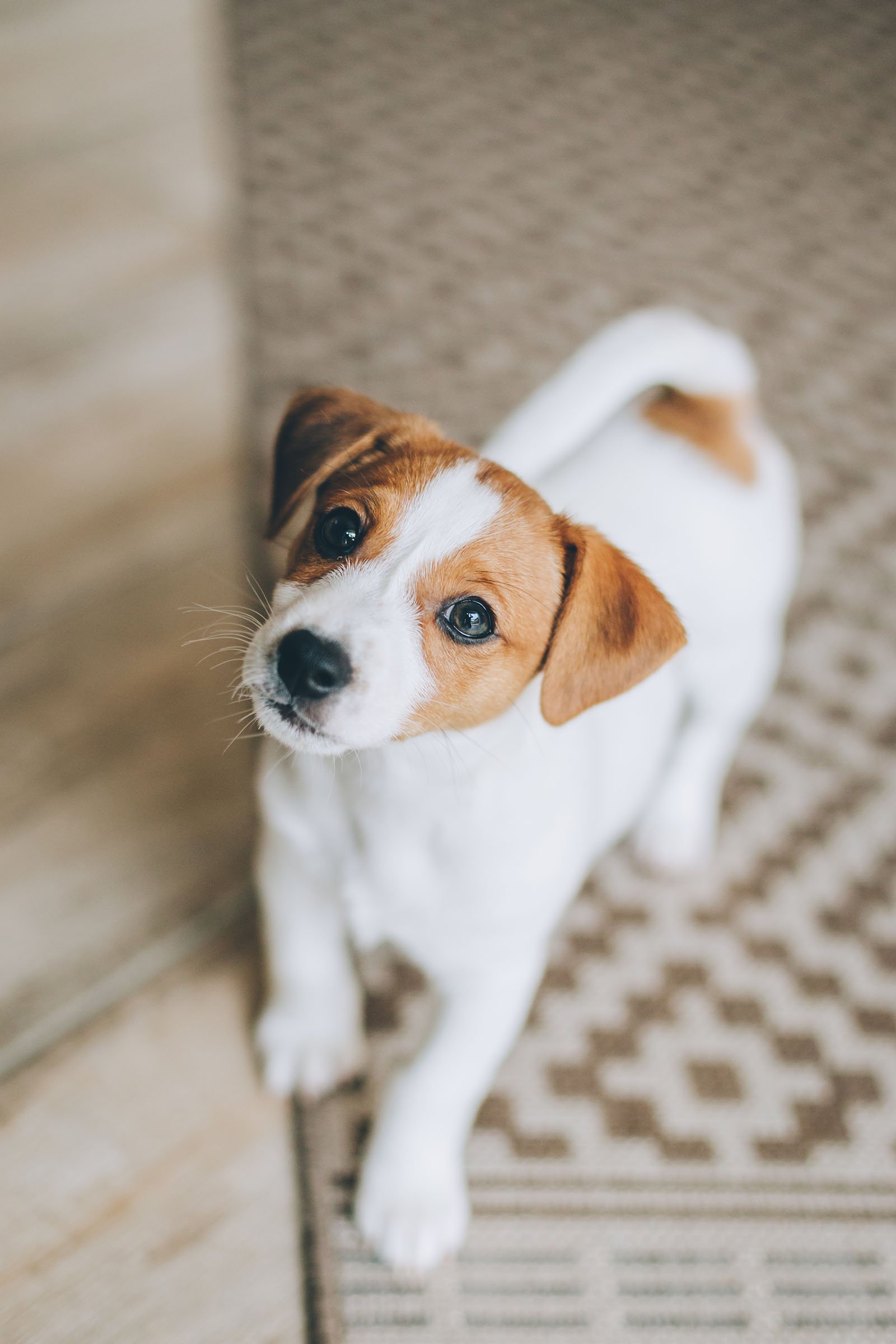 Jack Russell Terrier kölyök