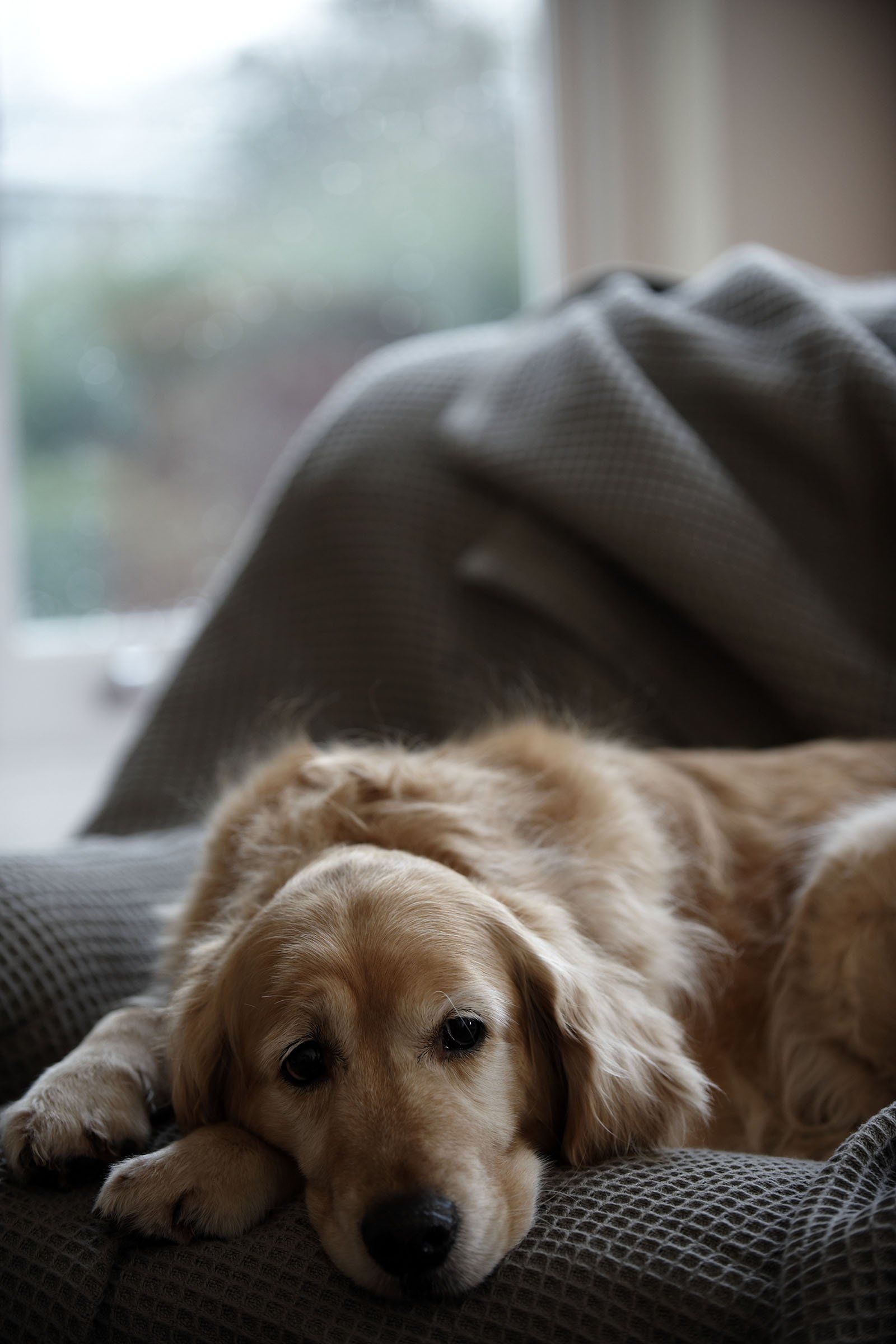 Golden retriever