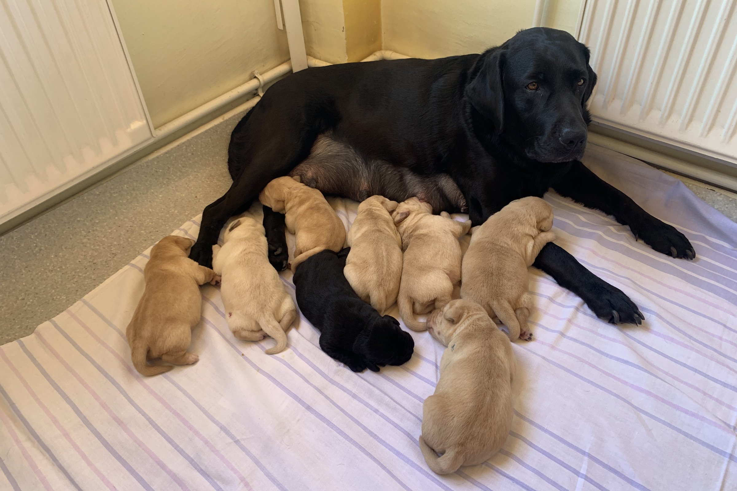 2 hetesek lesznek a kis labradorok 4