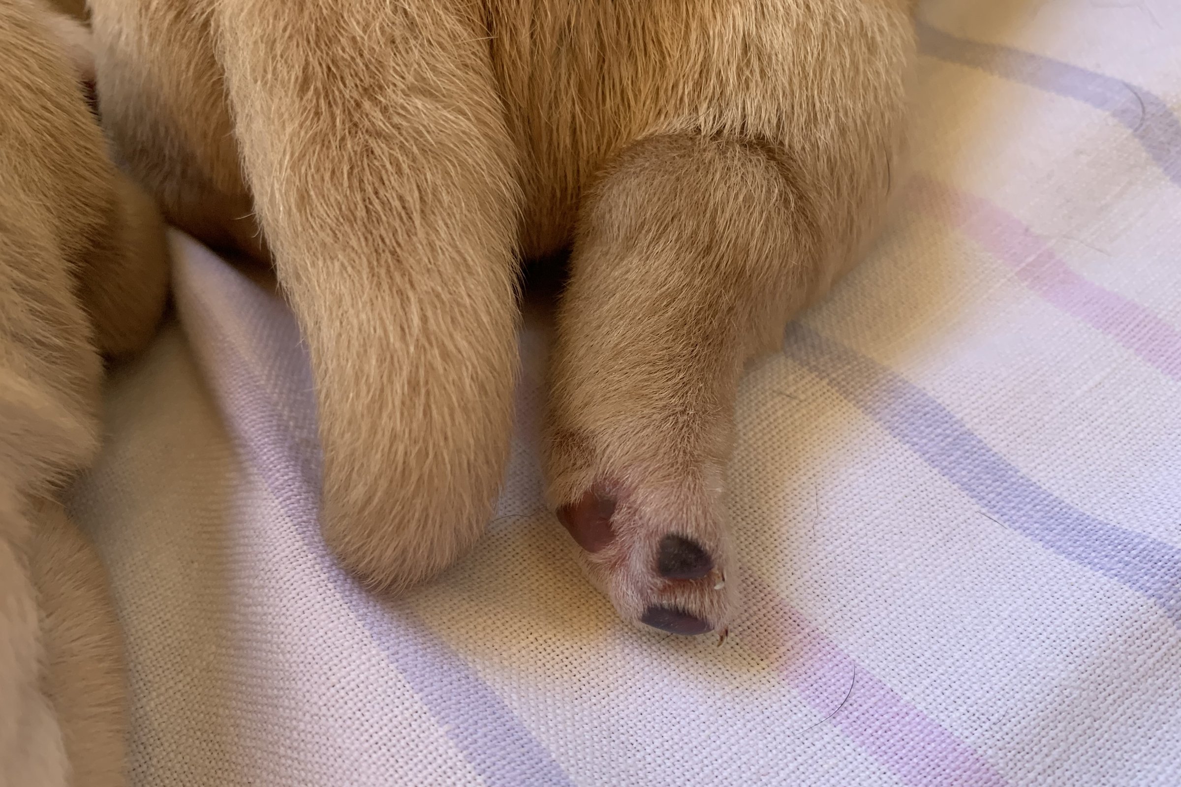 2 hetesek lesznek a kis labradorok 5