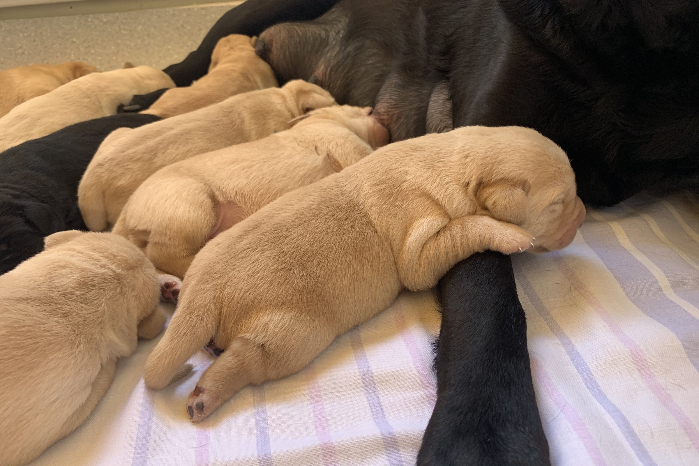 2 hetesek lesznek a kis labradorok 6