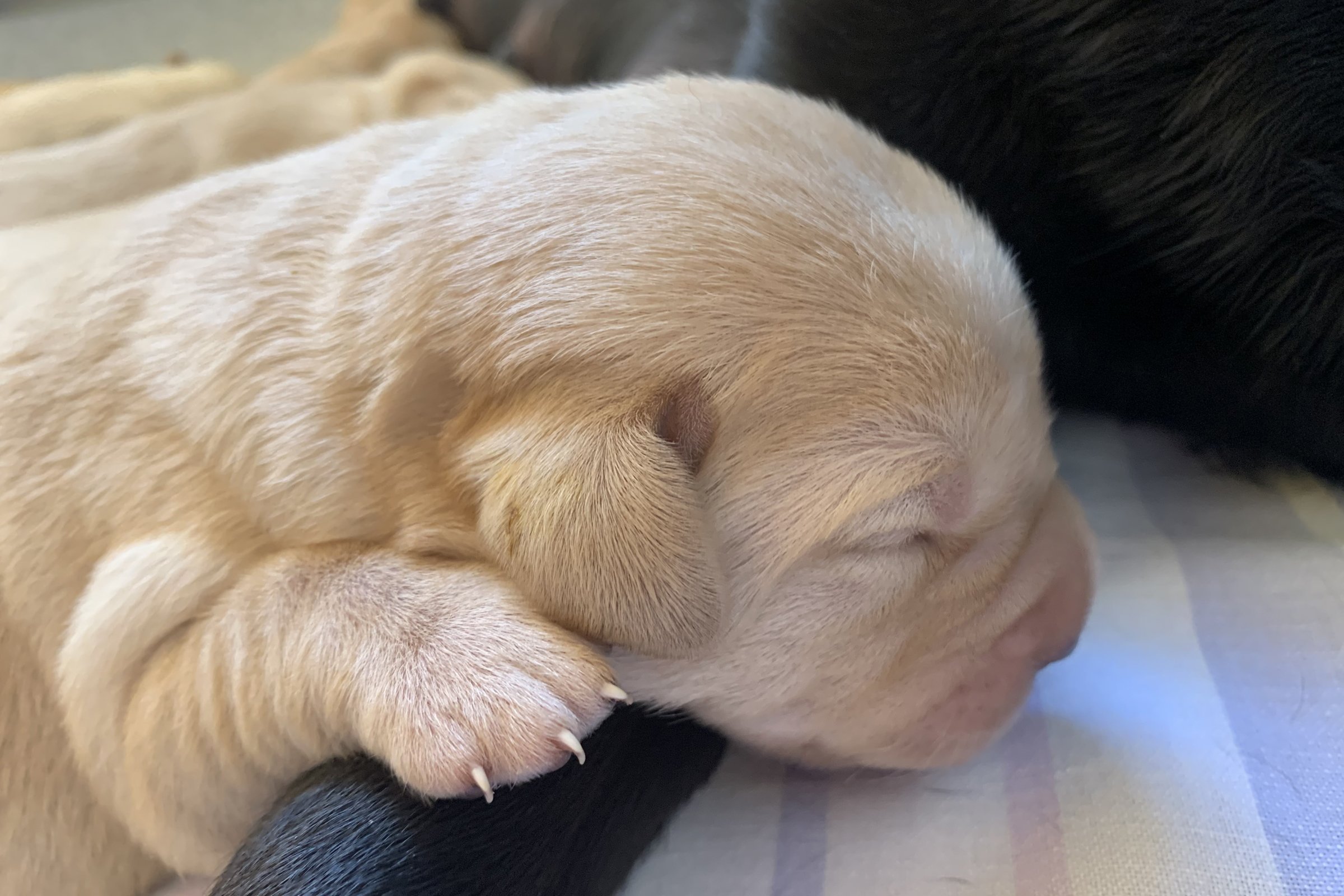 2 hetesek lesznek a kis labradorok