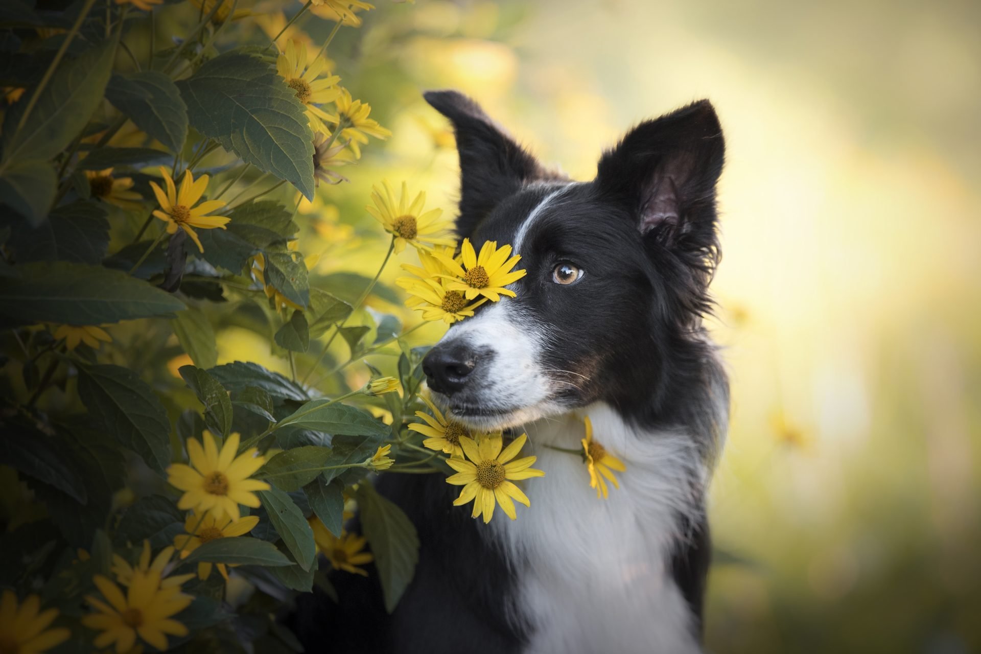 2021_03_border-collie-virag-scaled.jpg