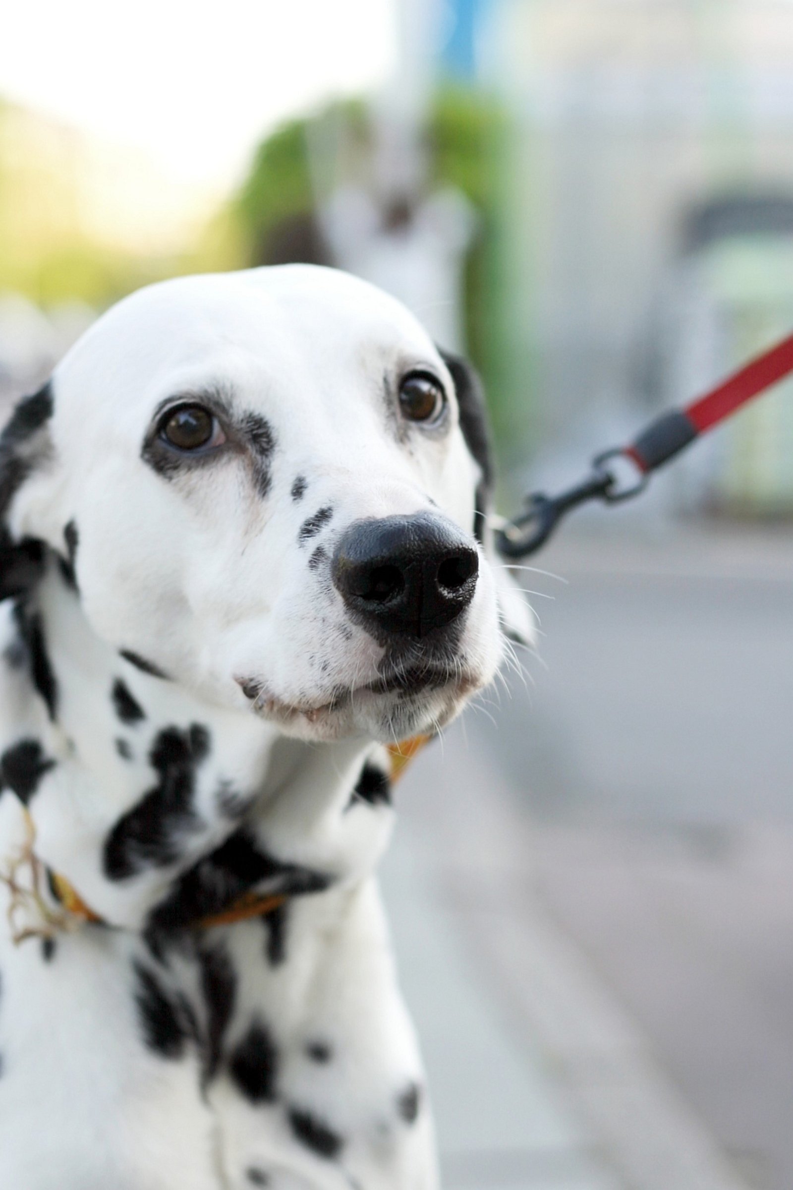 dalmata póráz séta