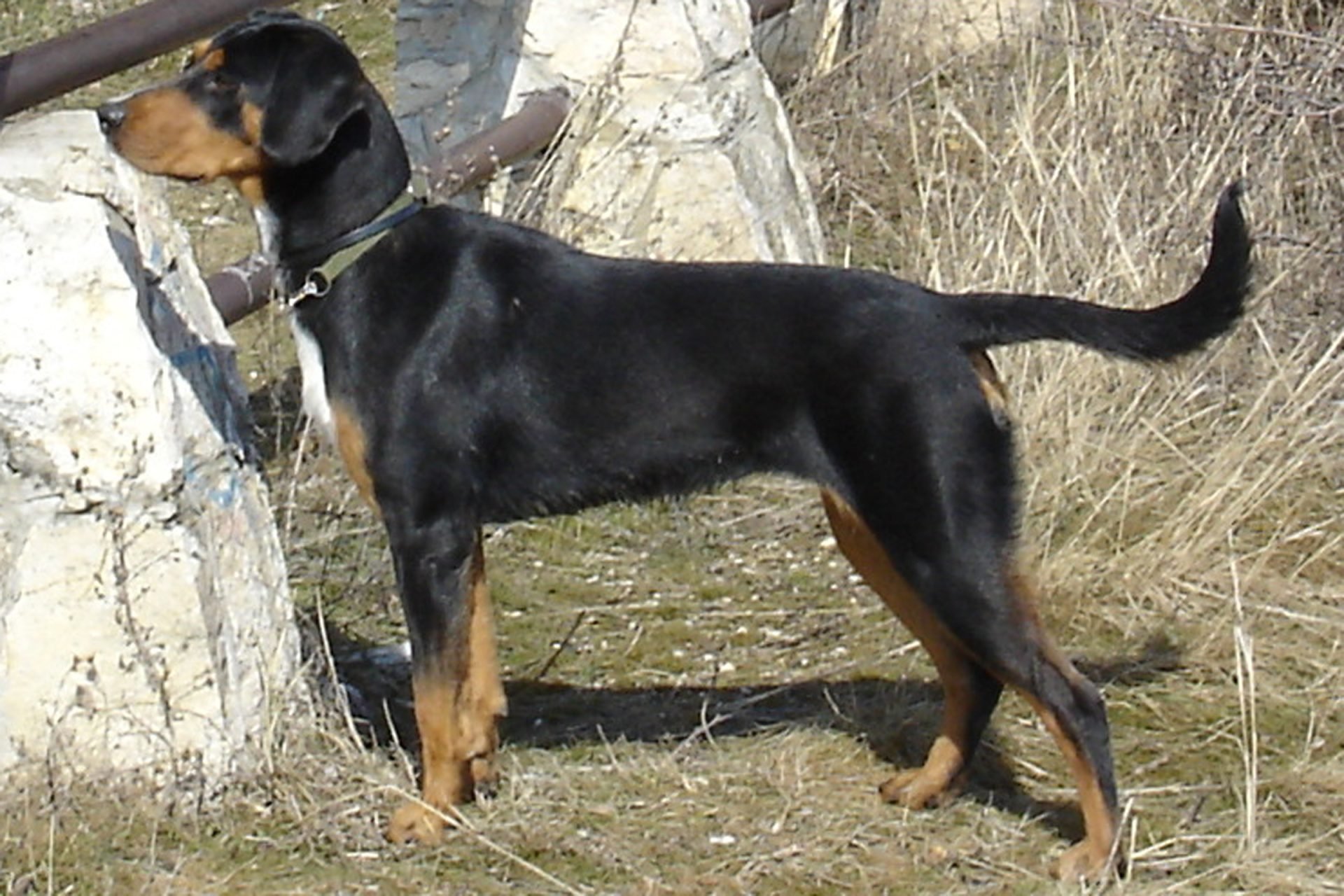 2021_03_erdelyikopovadasznimrodszeder01-1-scaled.jpg