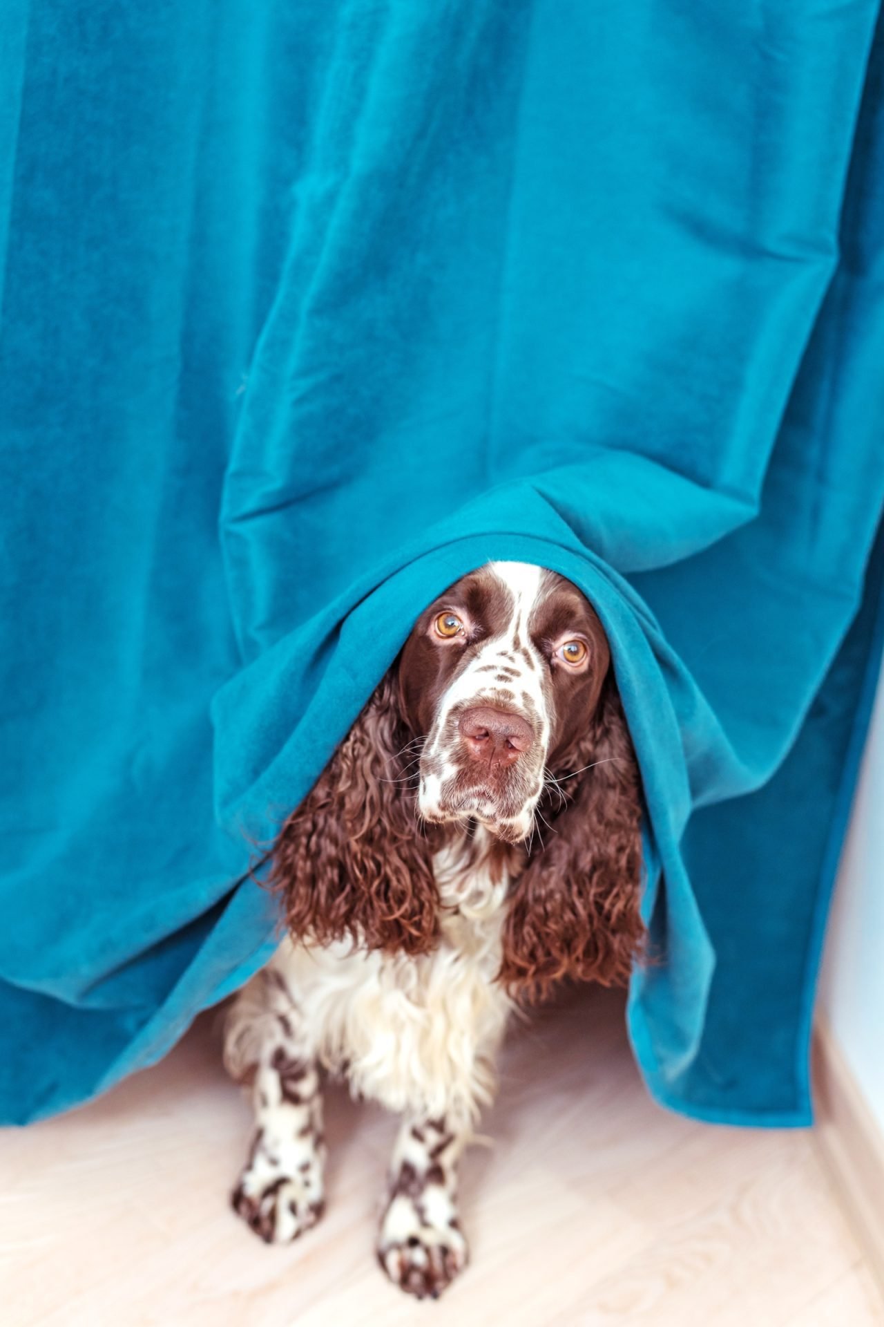 2021_03_fel-spaniel-elbujik-scaled.jpg