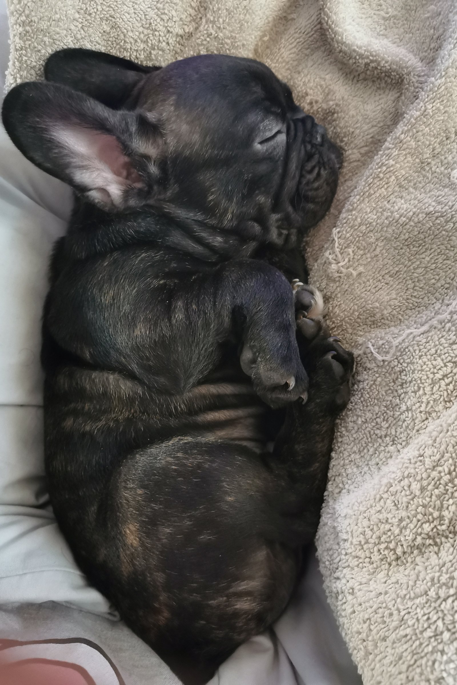 francia bulldog kiskutya