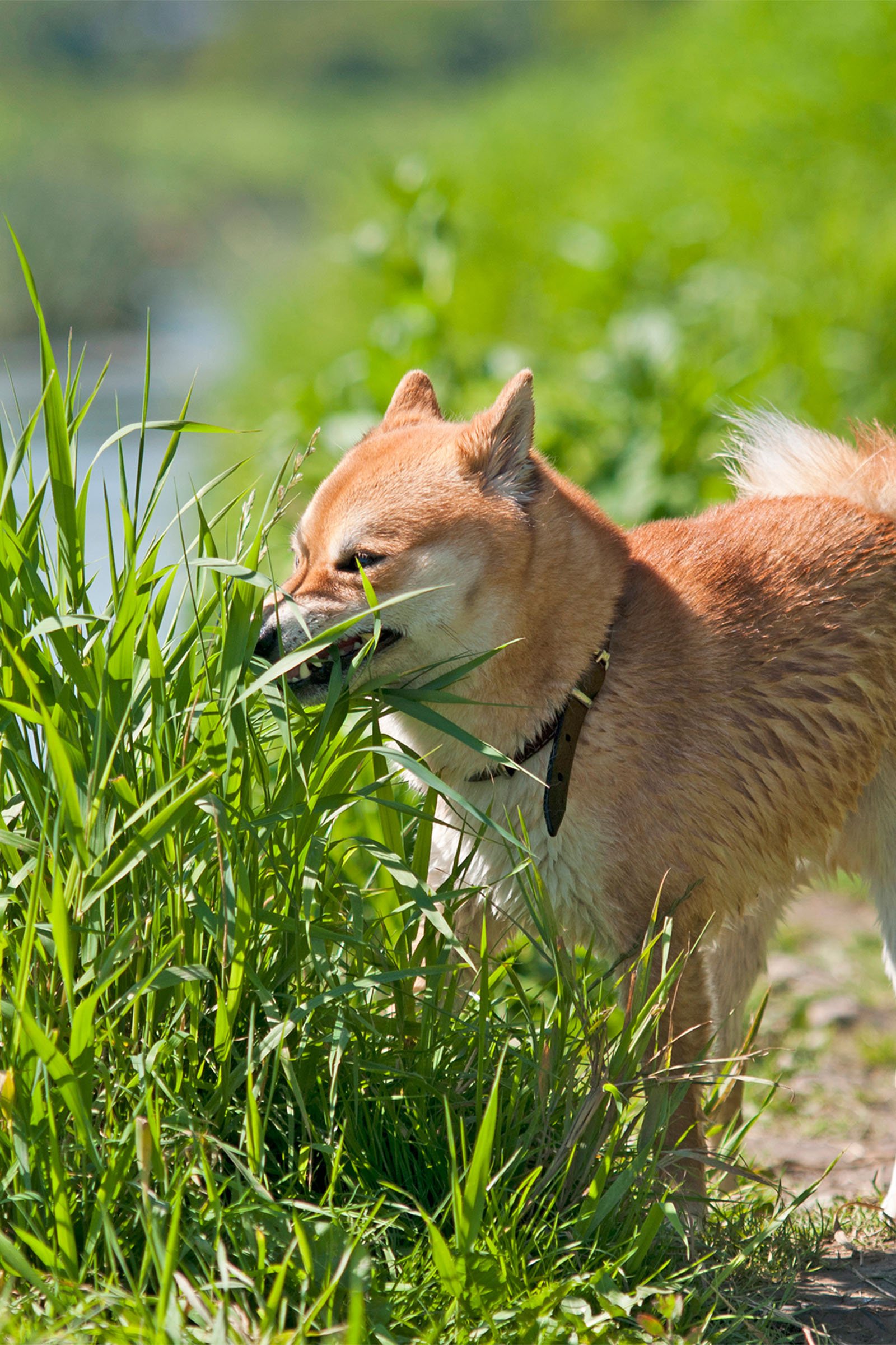 Shiba inu füvet eszik