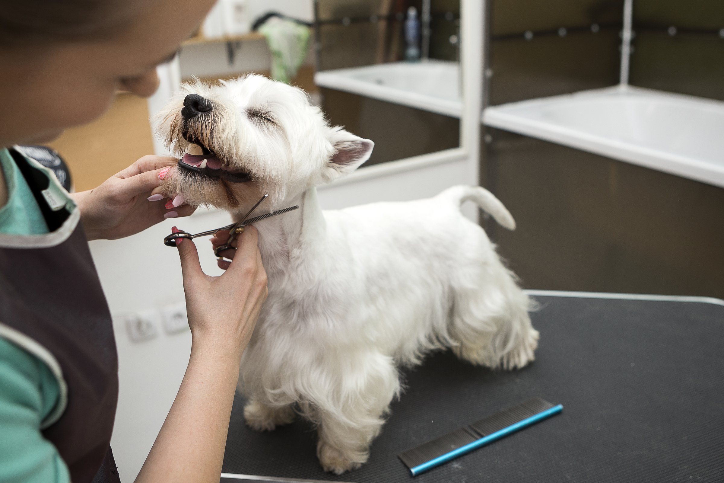 West highland white terrier kozmetika