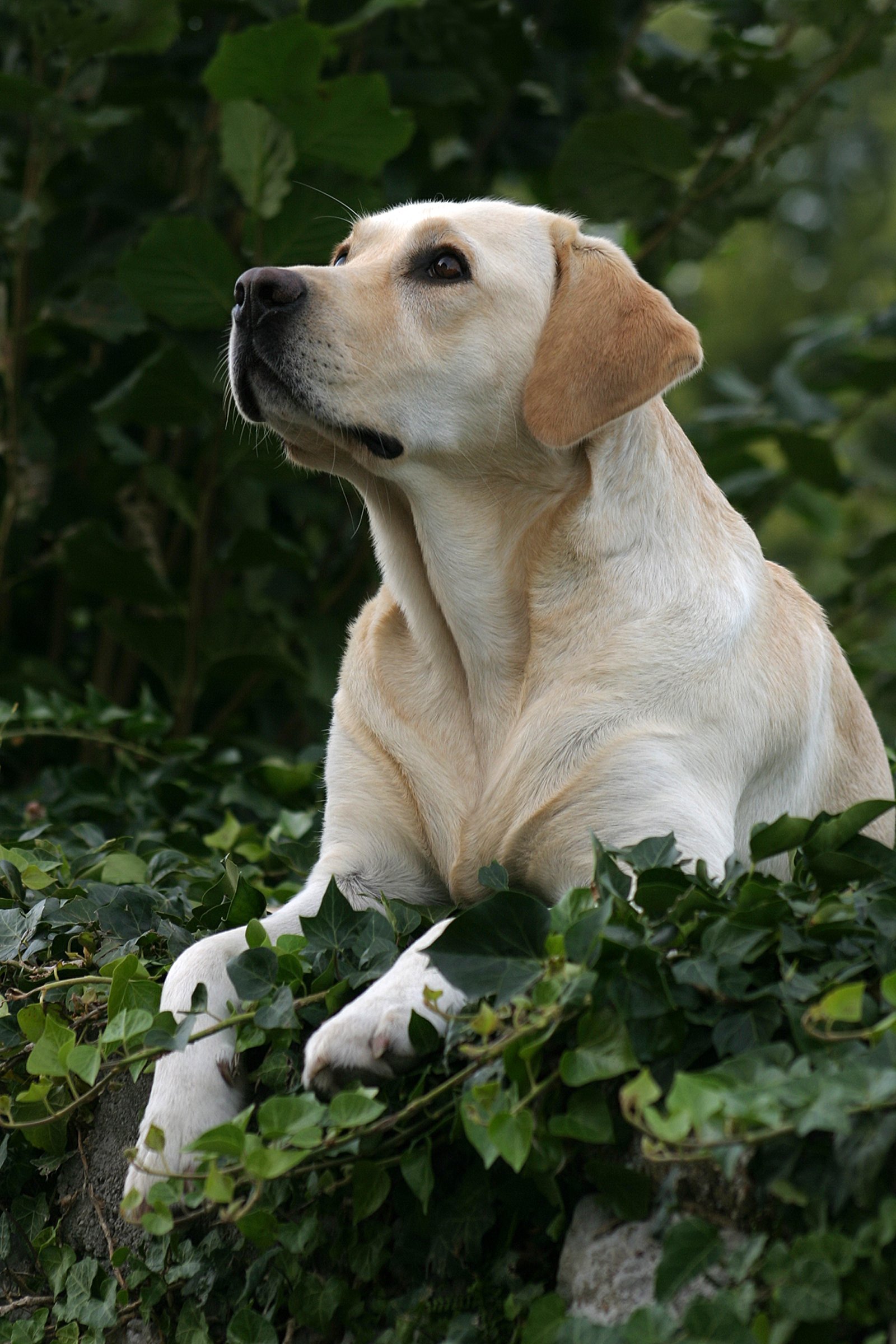 Labrador borostyán