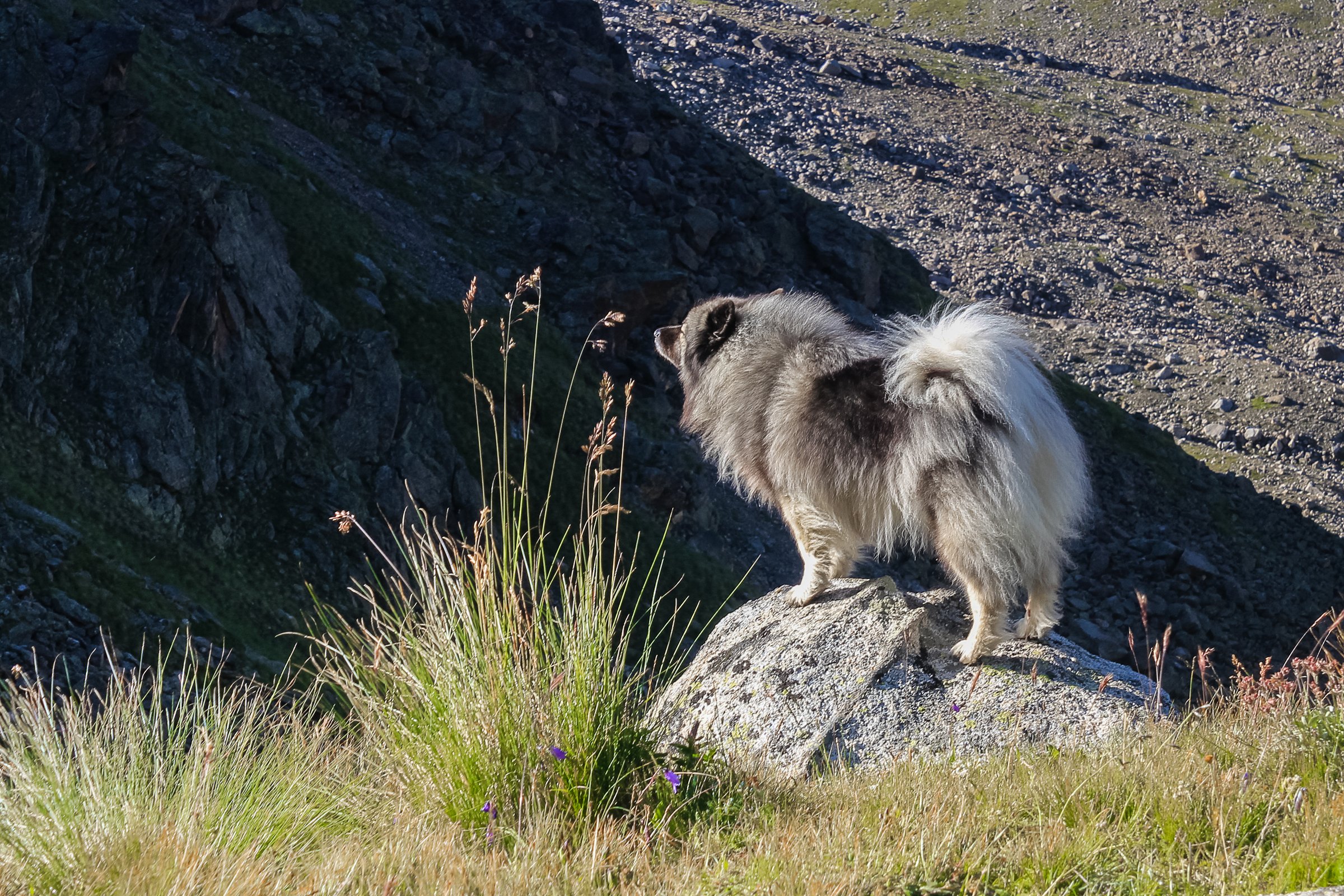 Keeshond hegy