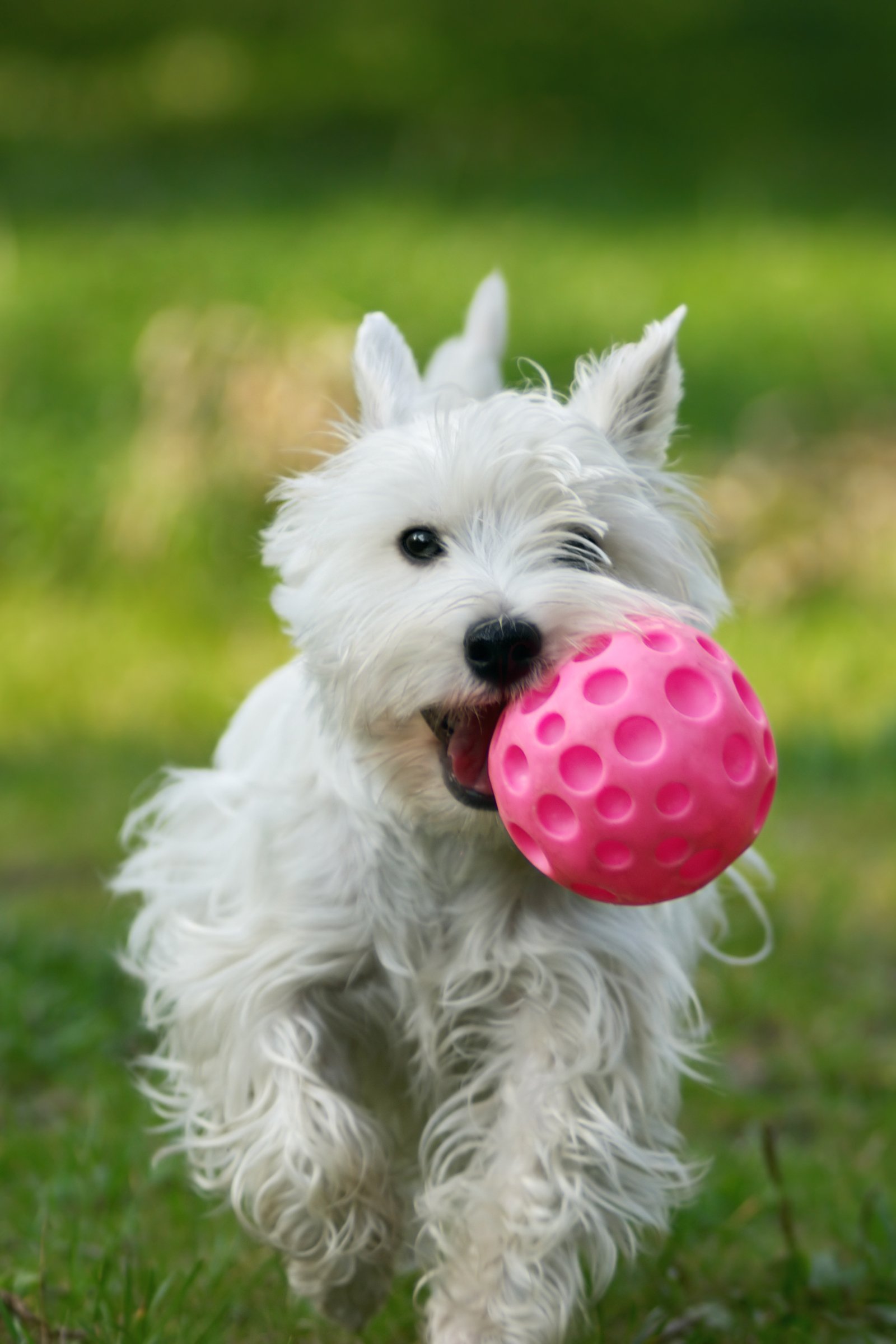 west highland white terrier labda
