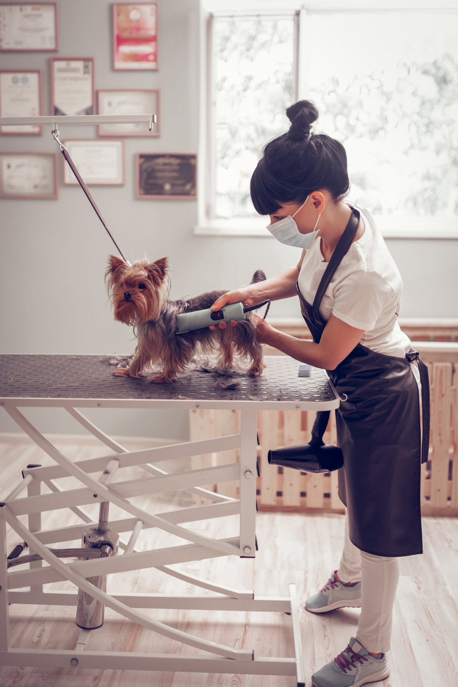 maszk yorkshire terrier kutyakozmetika