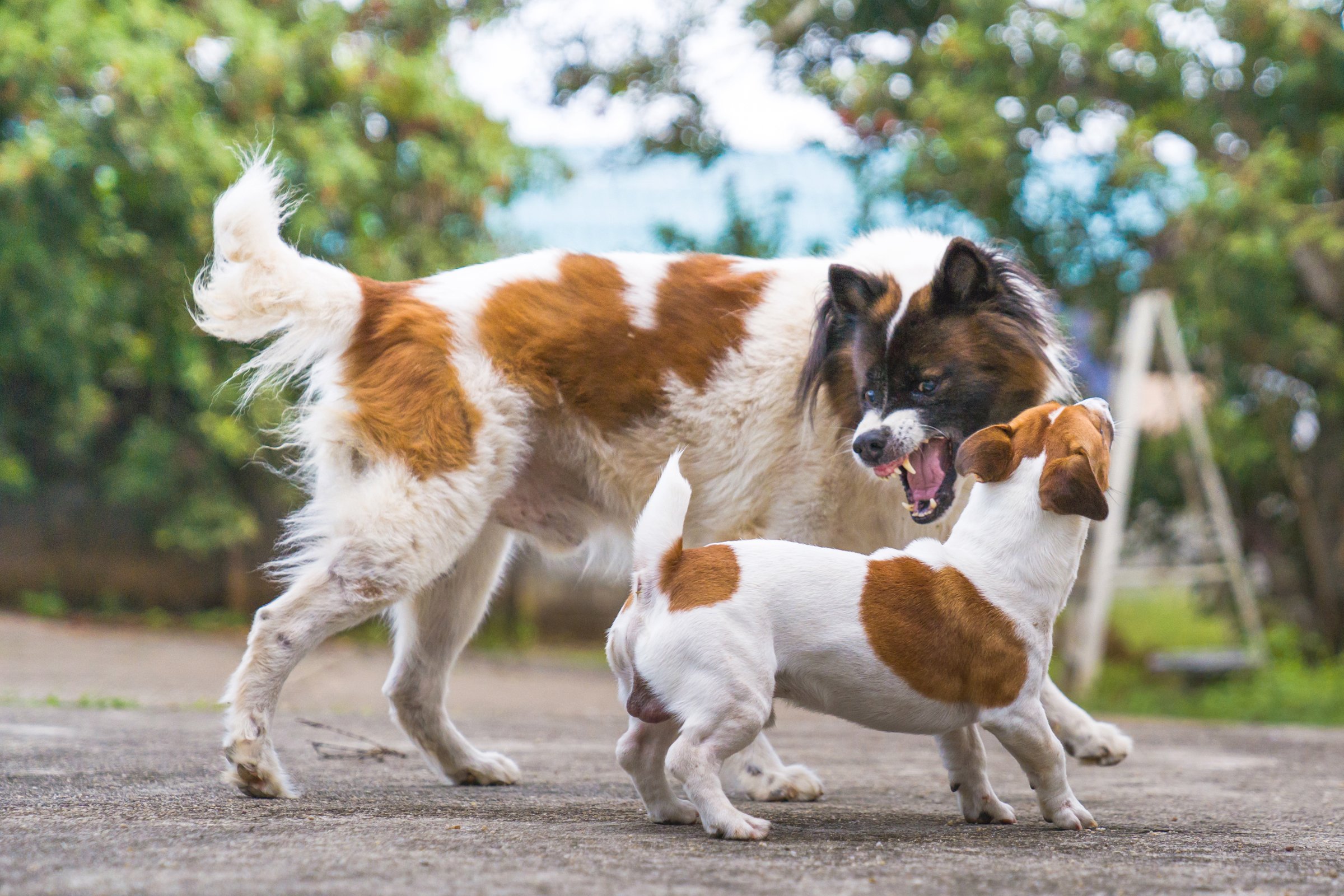 agresszív kutya két támad harap morog jack russell terrier