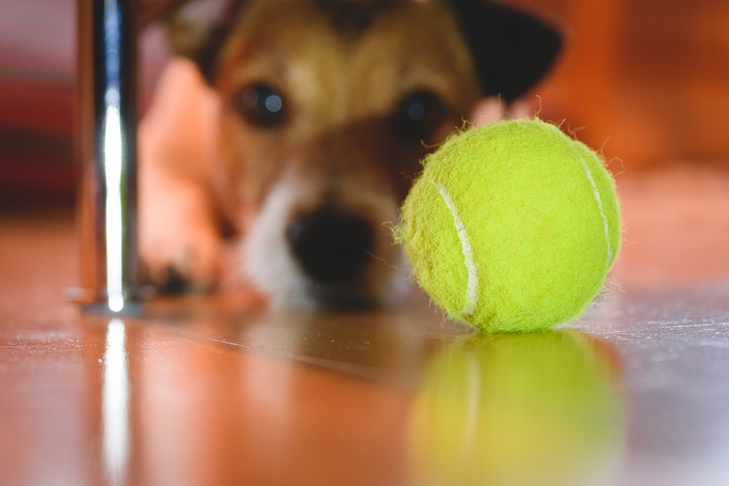 kutya jack russell terrier labda bújik játék