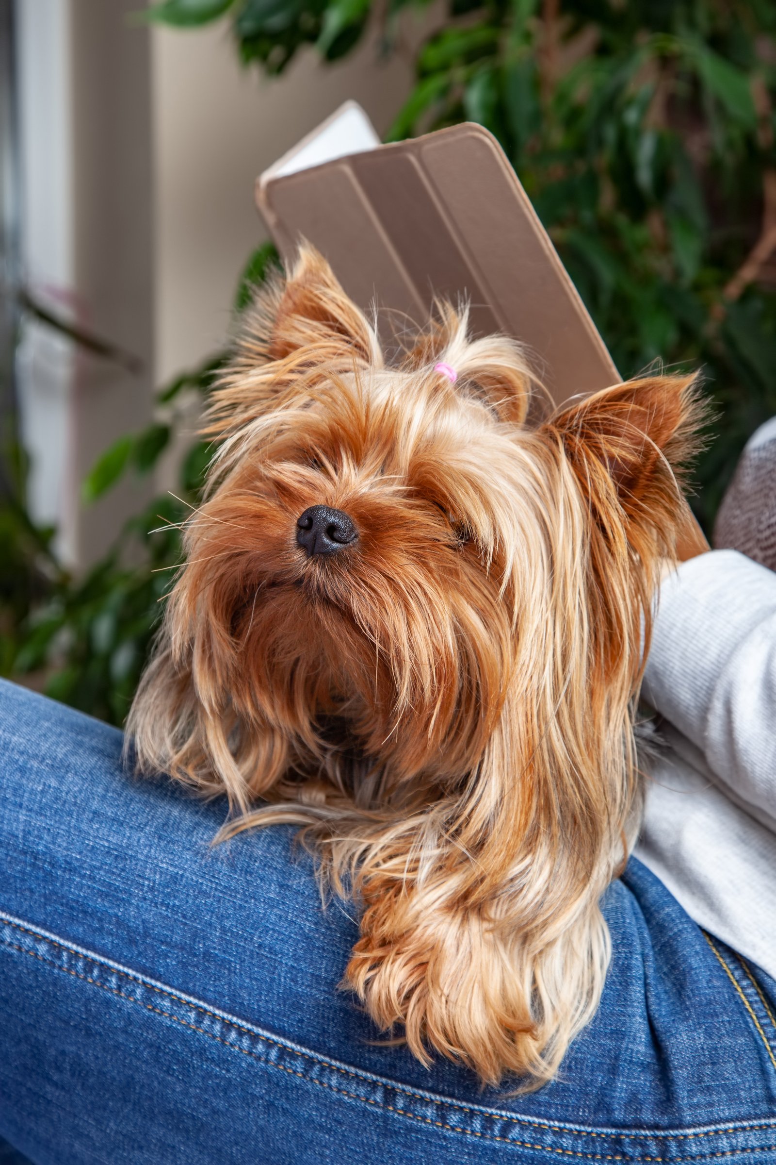 yorkshire terrier fekszik az ölben