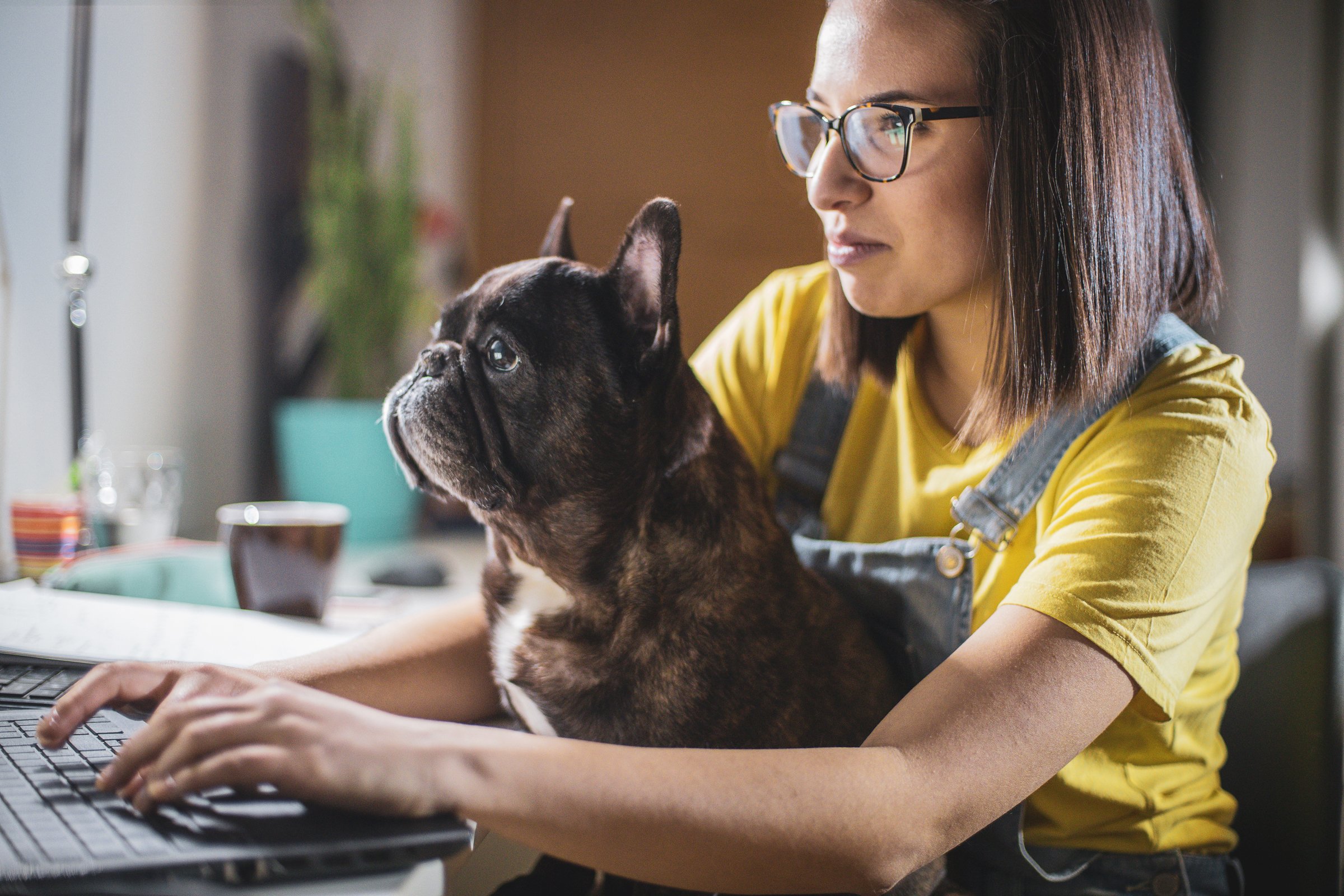 francia bulldog laptop tanul