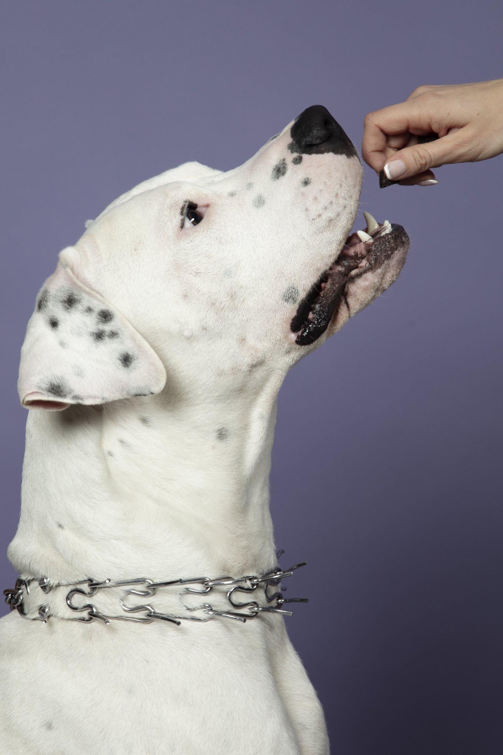 argentin dog jutalomfalat eszik