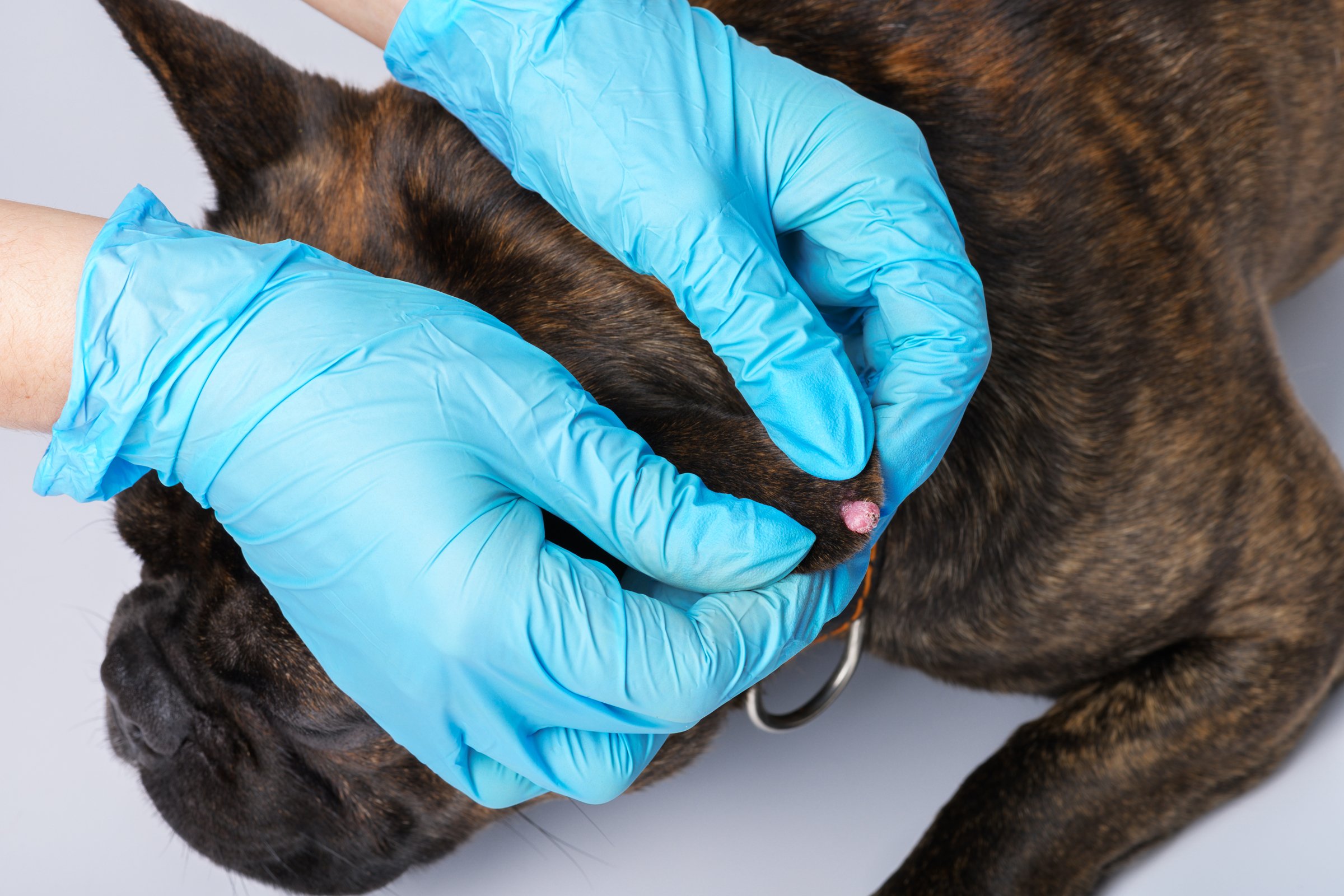 Papilloma francia bulldog