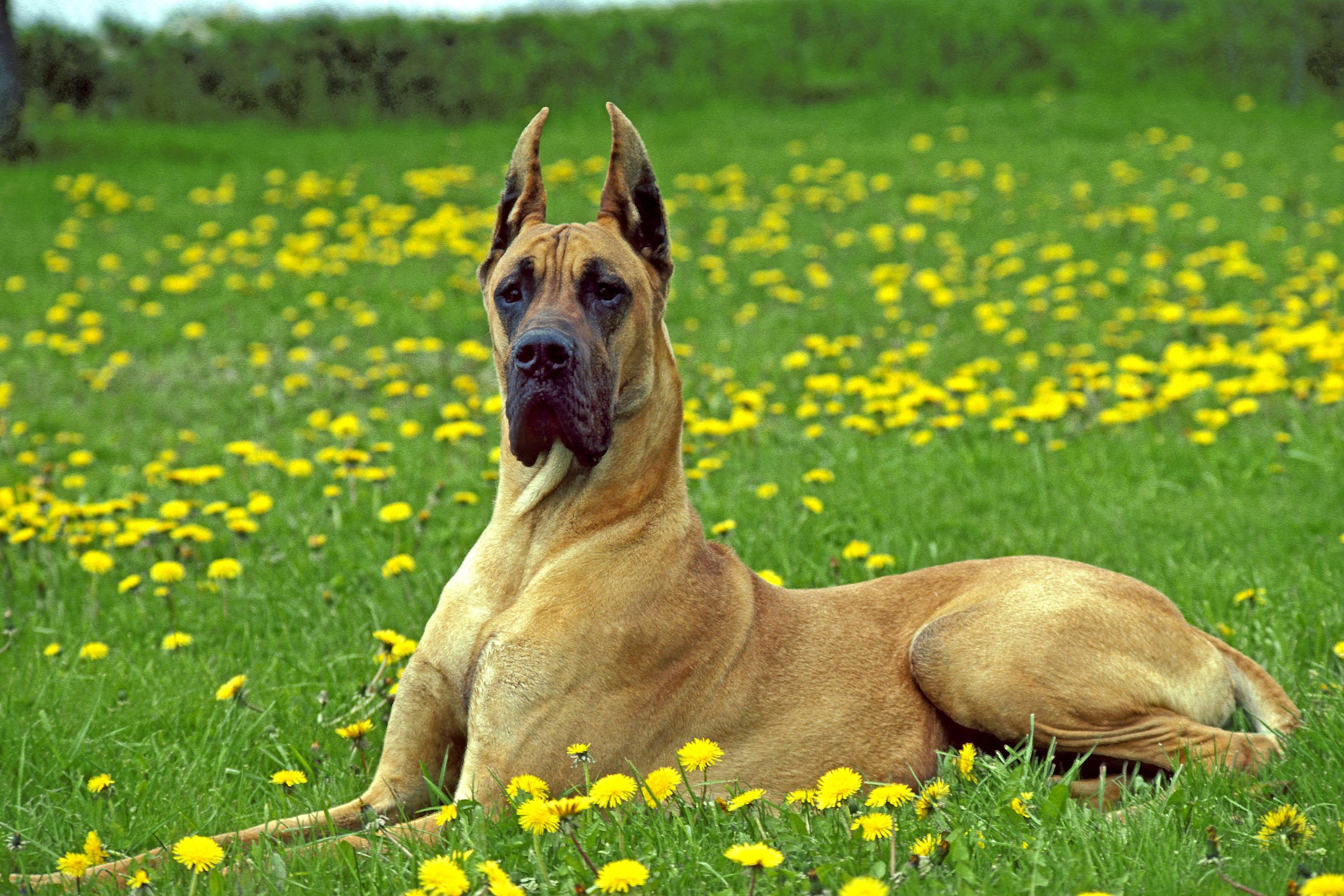 német dog virágok rét mező fekszik