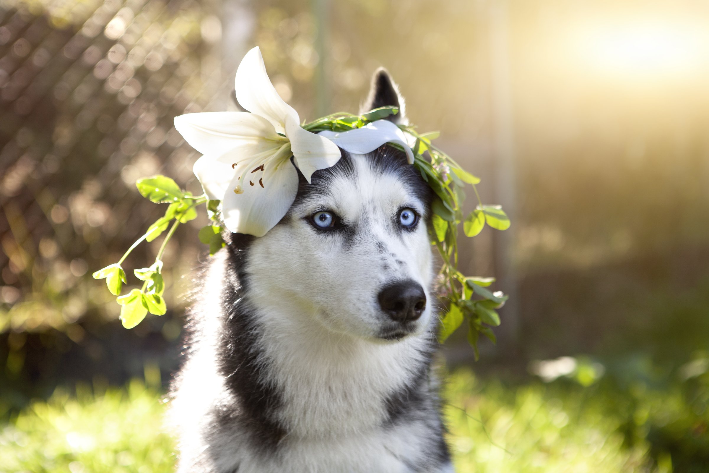 husky liliom korszorú