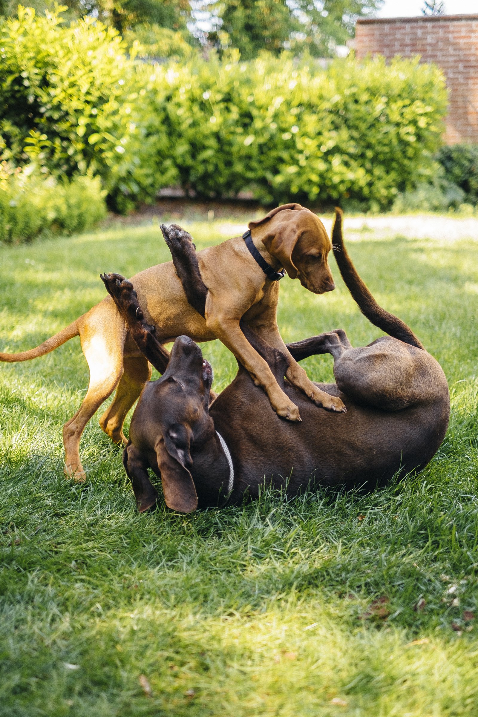 vizsla két kutya játszik
