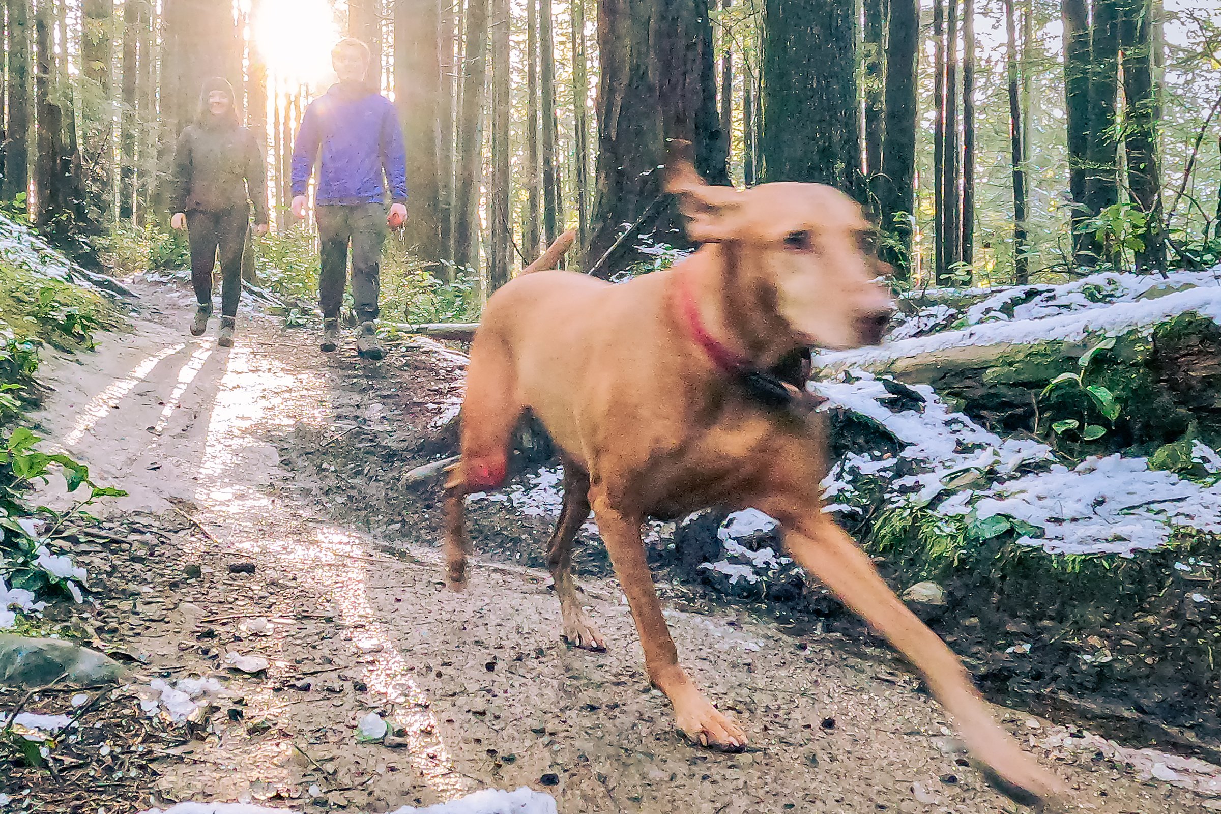 vizsla erdő fut