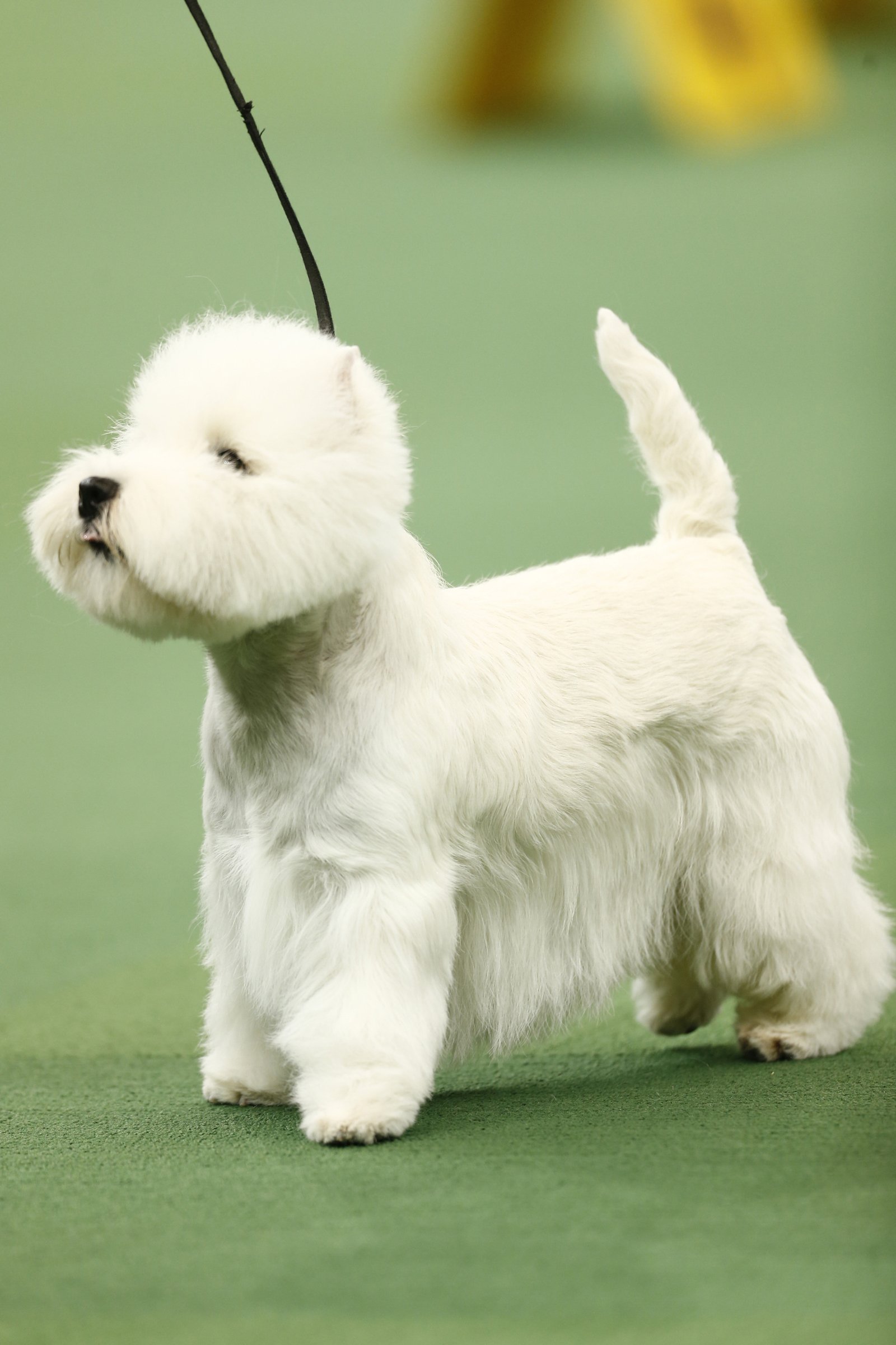 west highland white terrier kiállítás