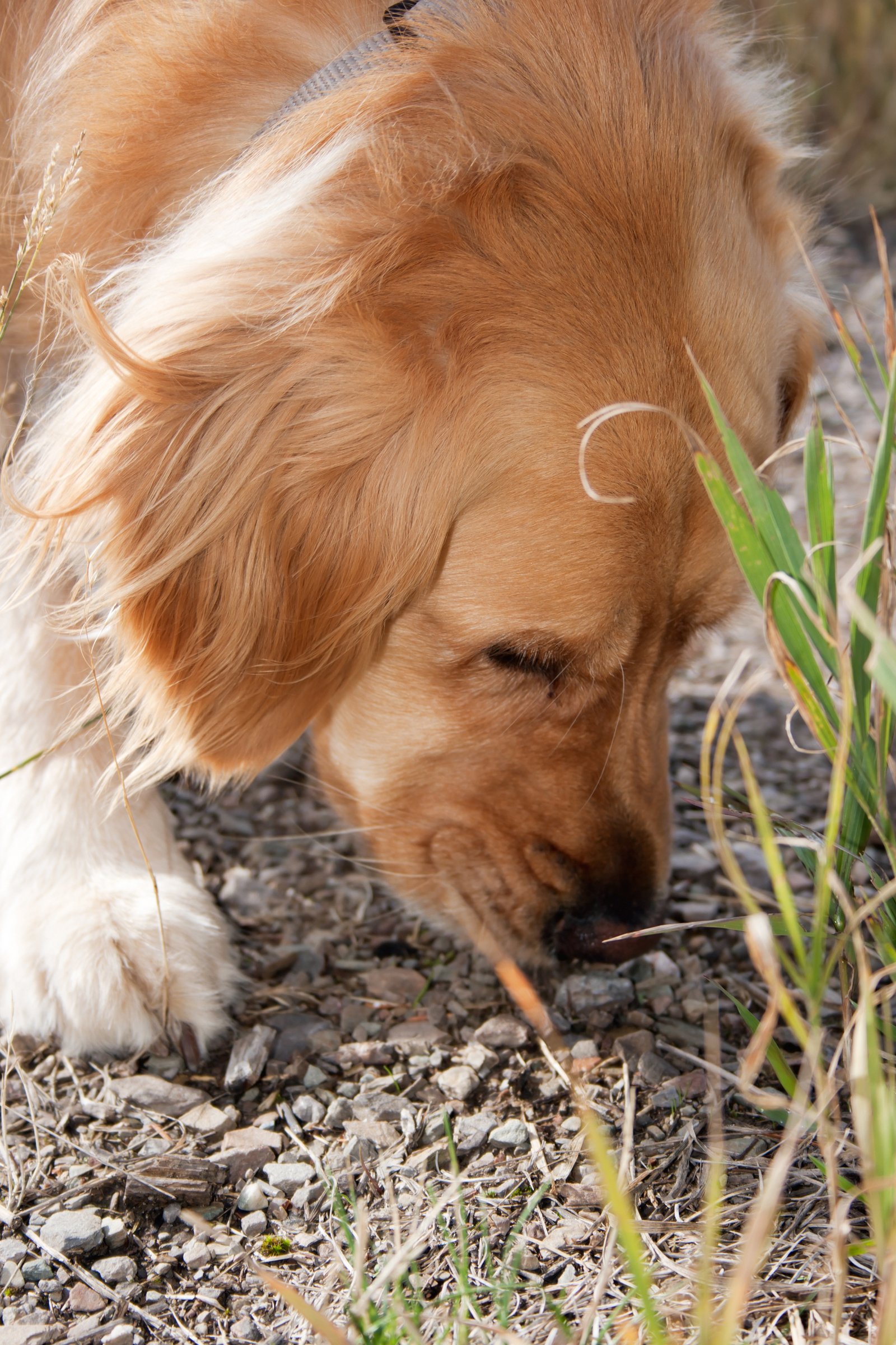 Golden Retriever szagol szimatol