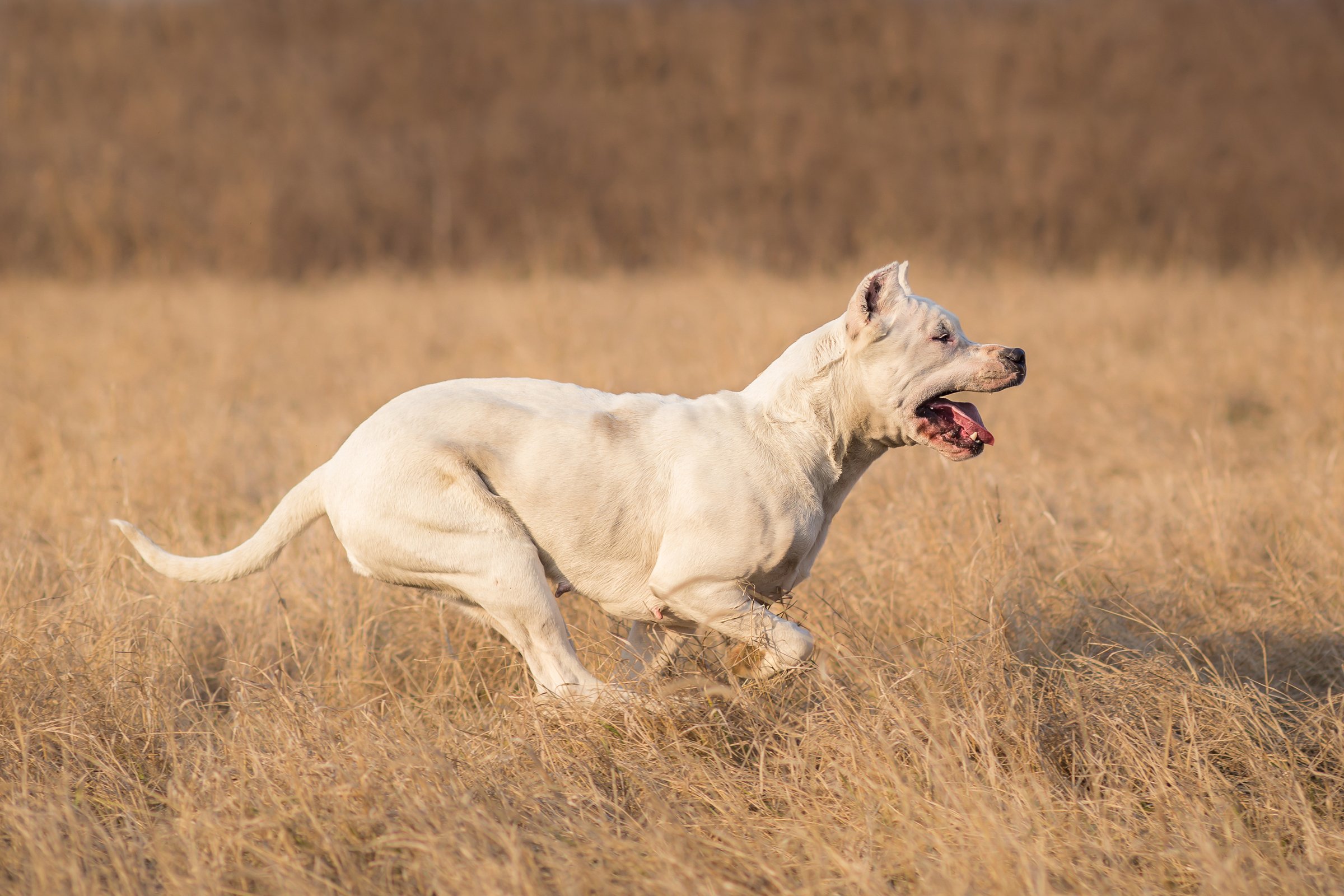 argentin dog fut