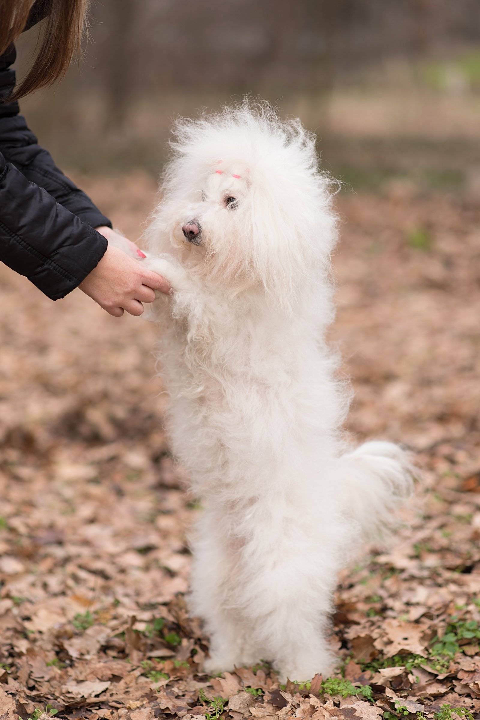 Bichon bolognese ősz