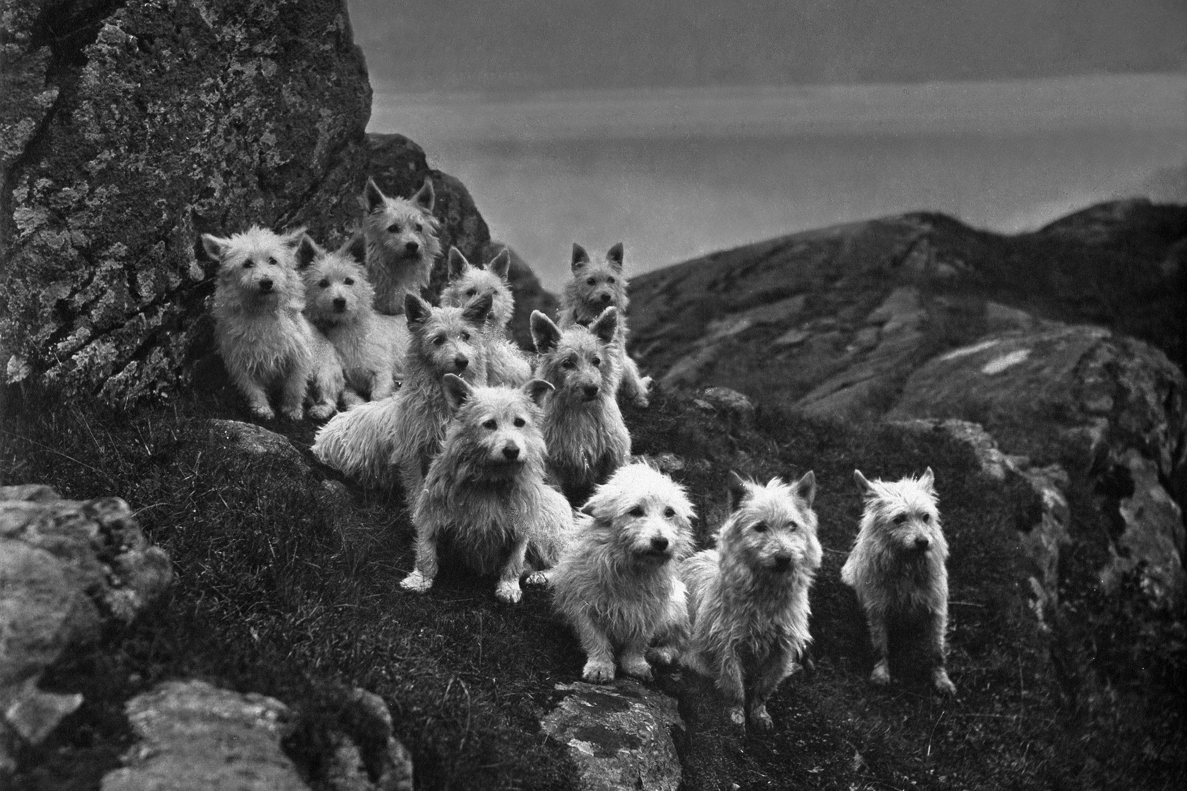 West Highland White Terrierek régen