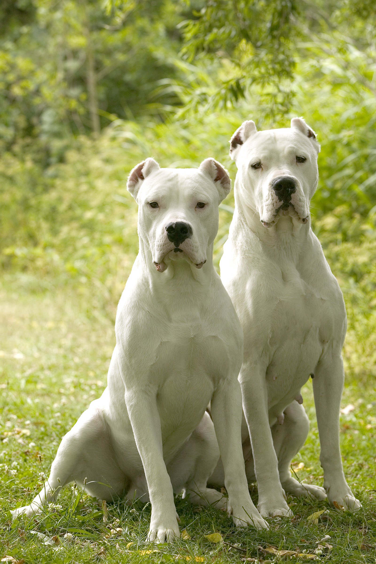 két argentin dog