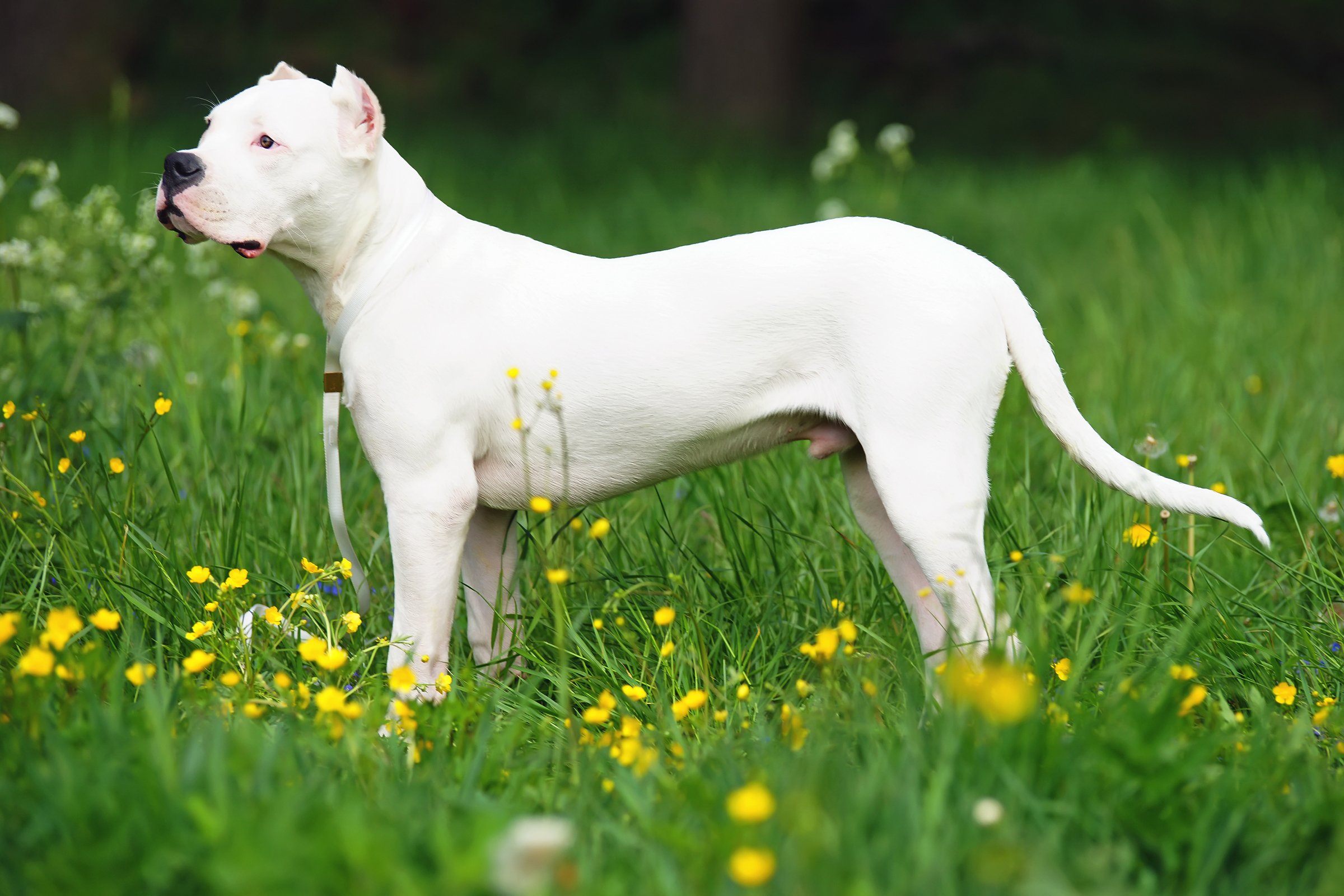 argentin dog áll rét mező virűg