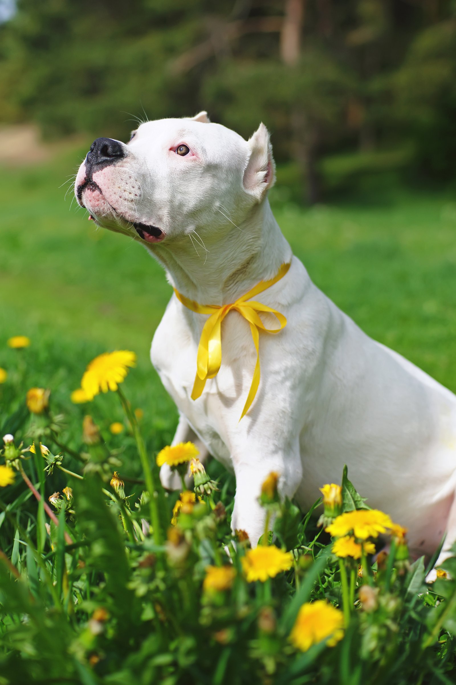 argentin dog virág szalag