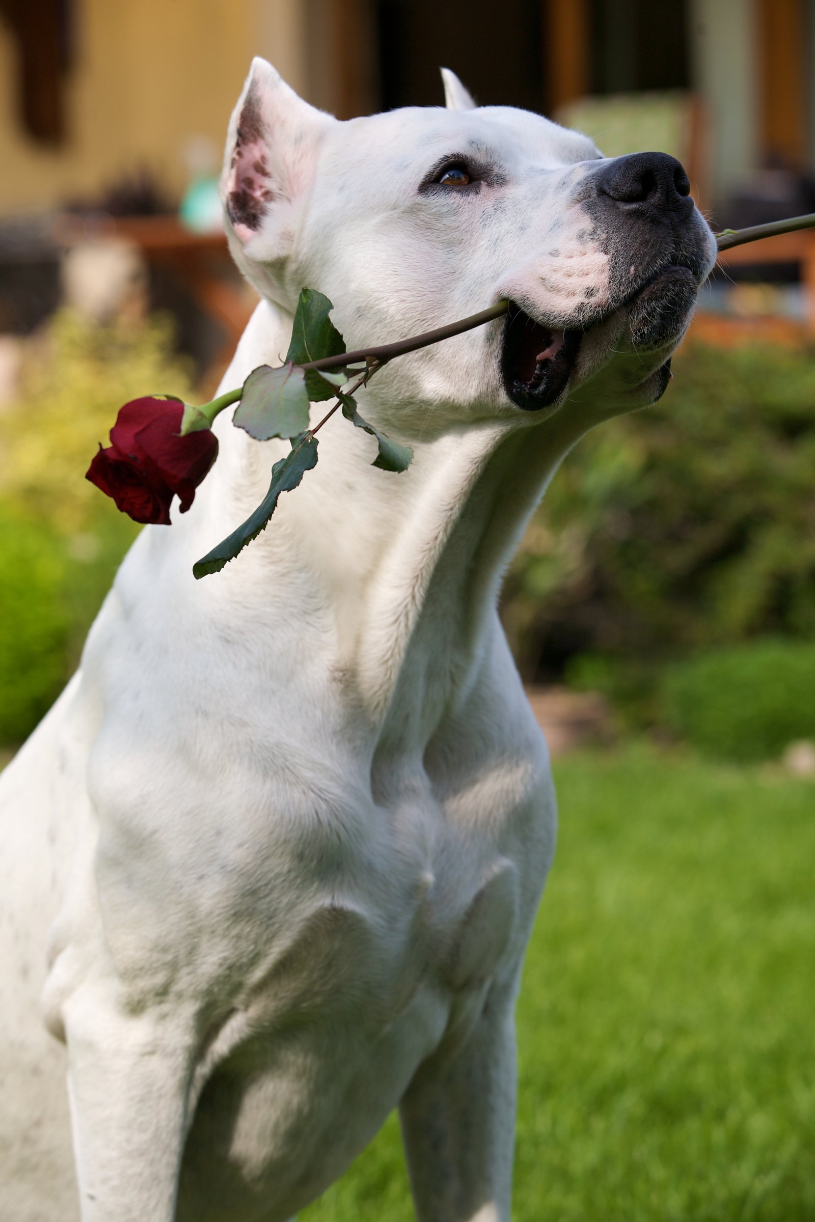 argentin dog rózsa virág