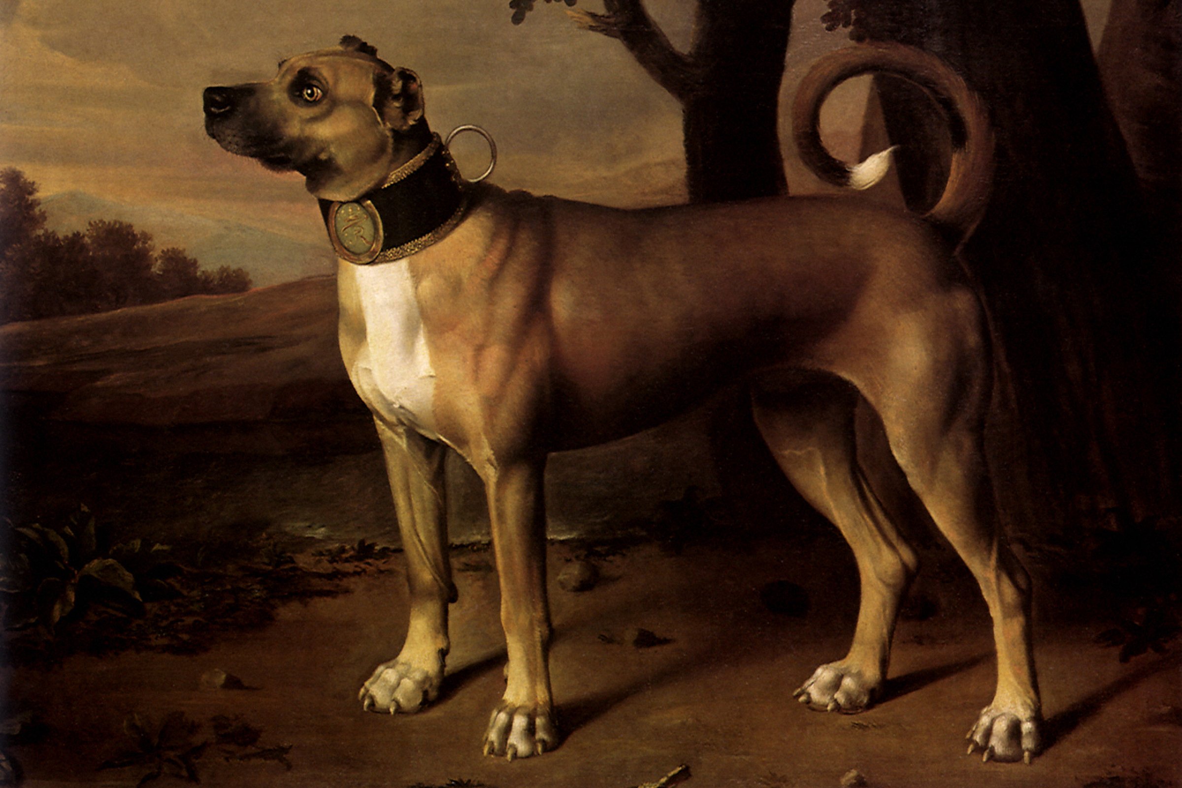 Ulmer Dogge