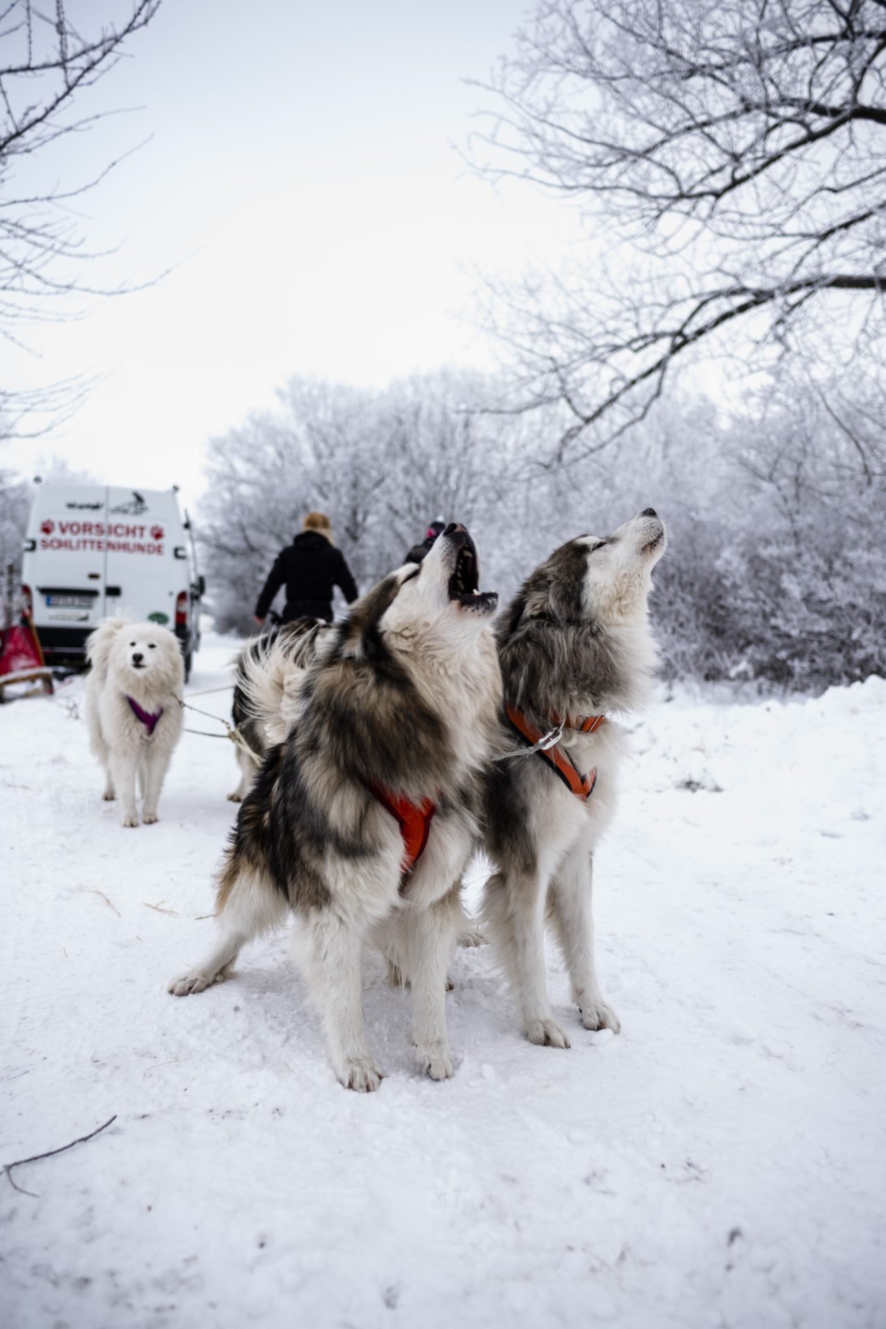 2021_03_husky-scaled.jpg