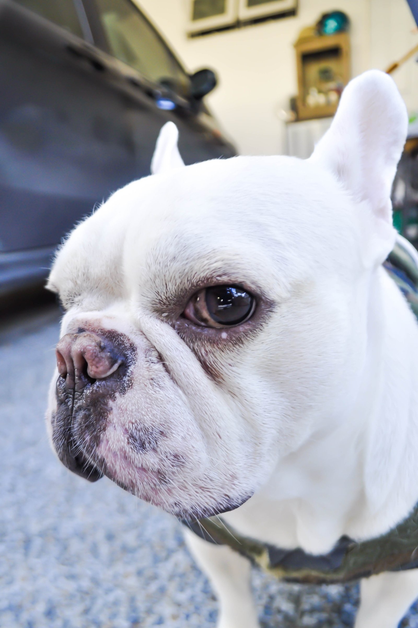 francia bulldog