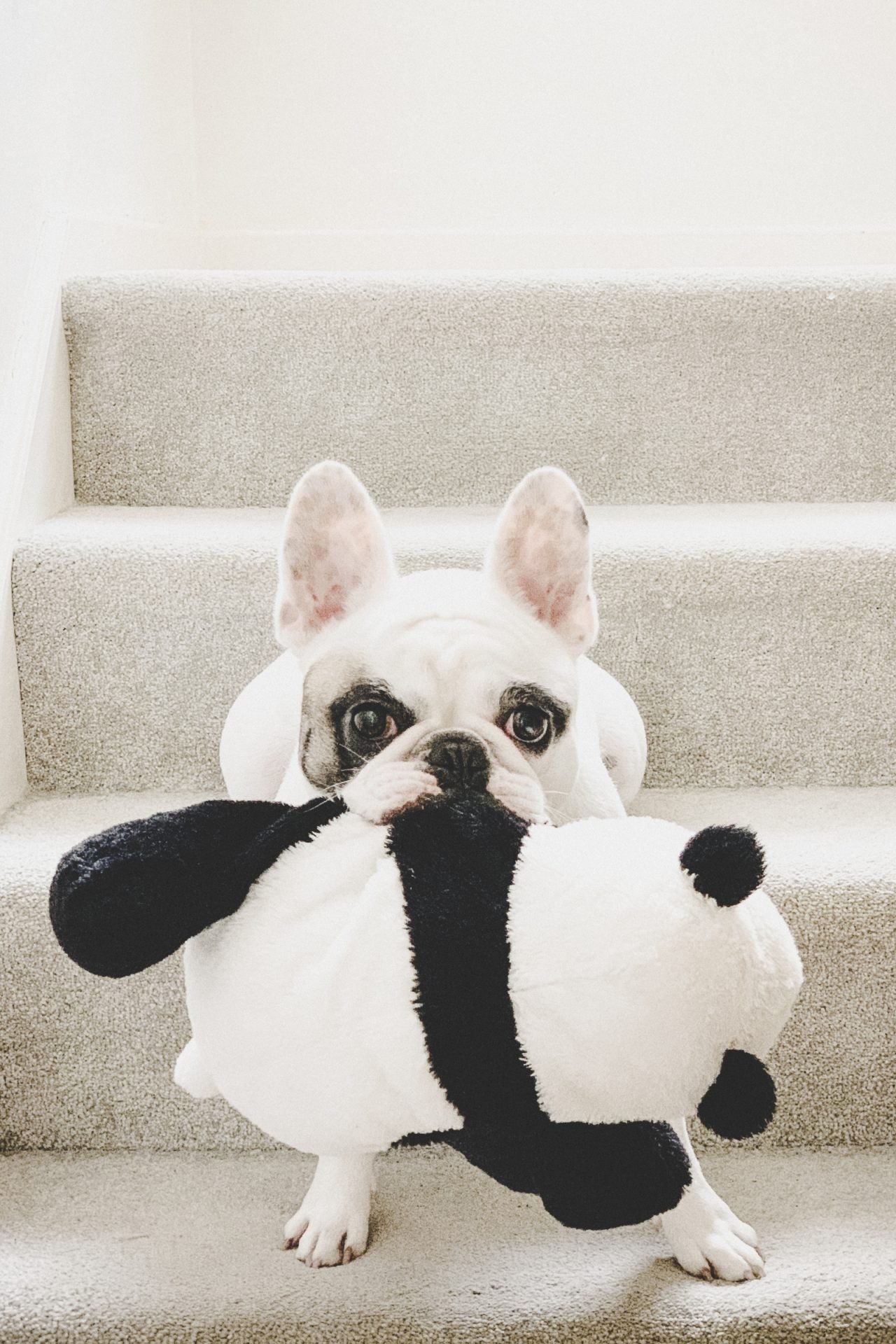 2021_03_jatek-kutya-bulldog-scaled.jpg
