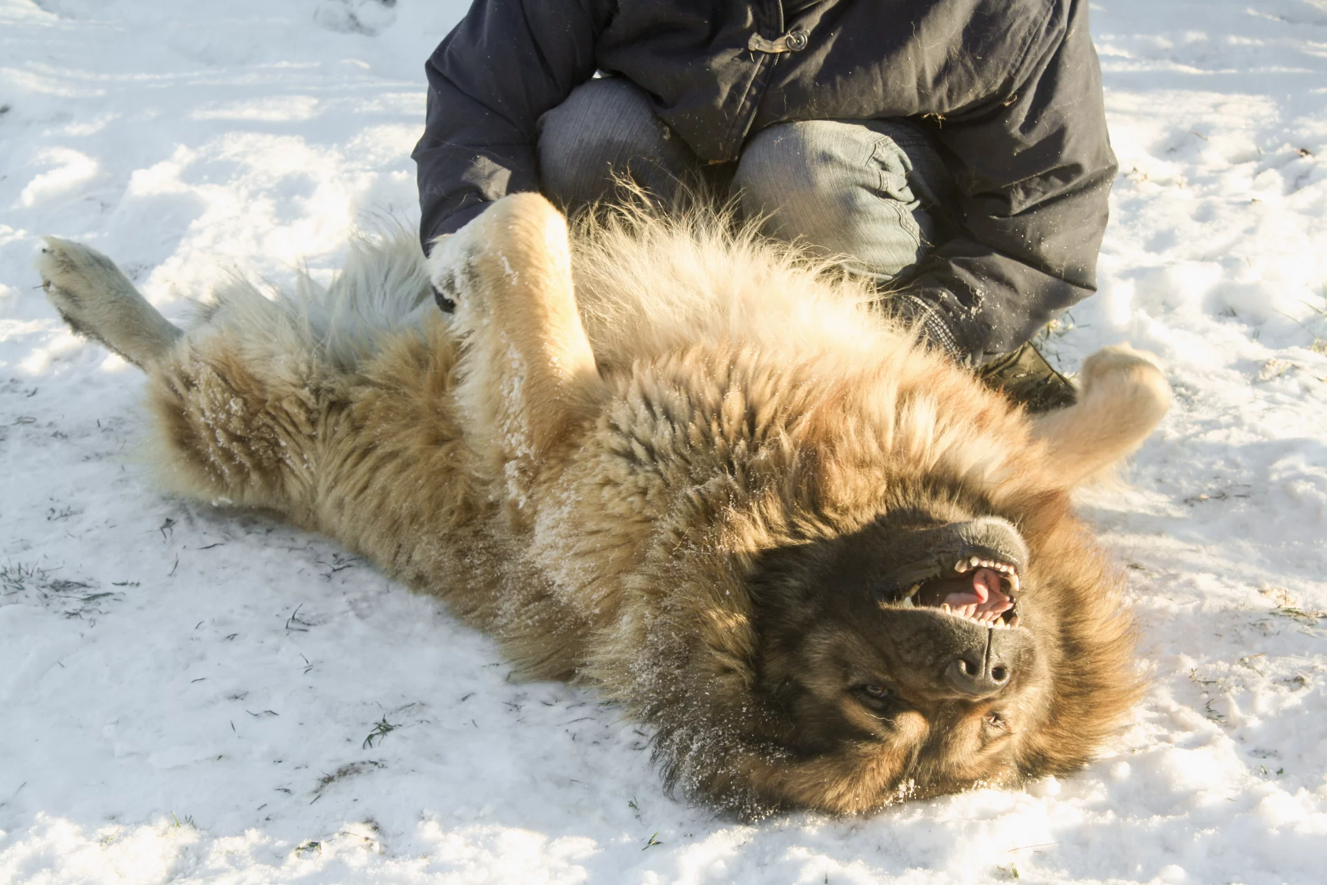 2021_03_kaukazusijuhaszkutya-2-scaled.webp