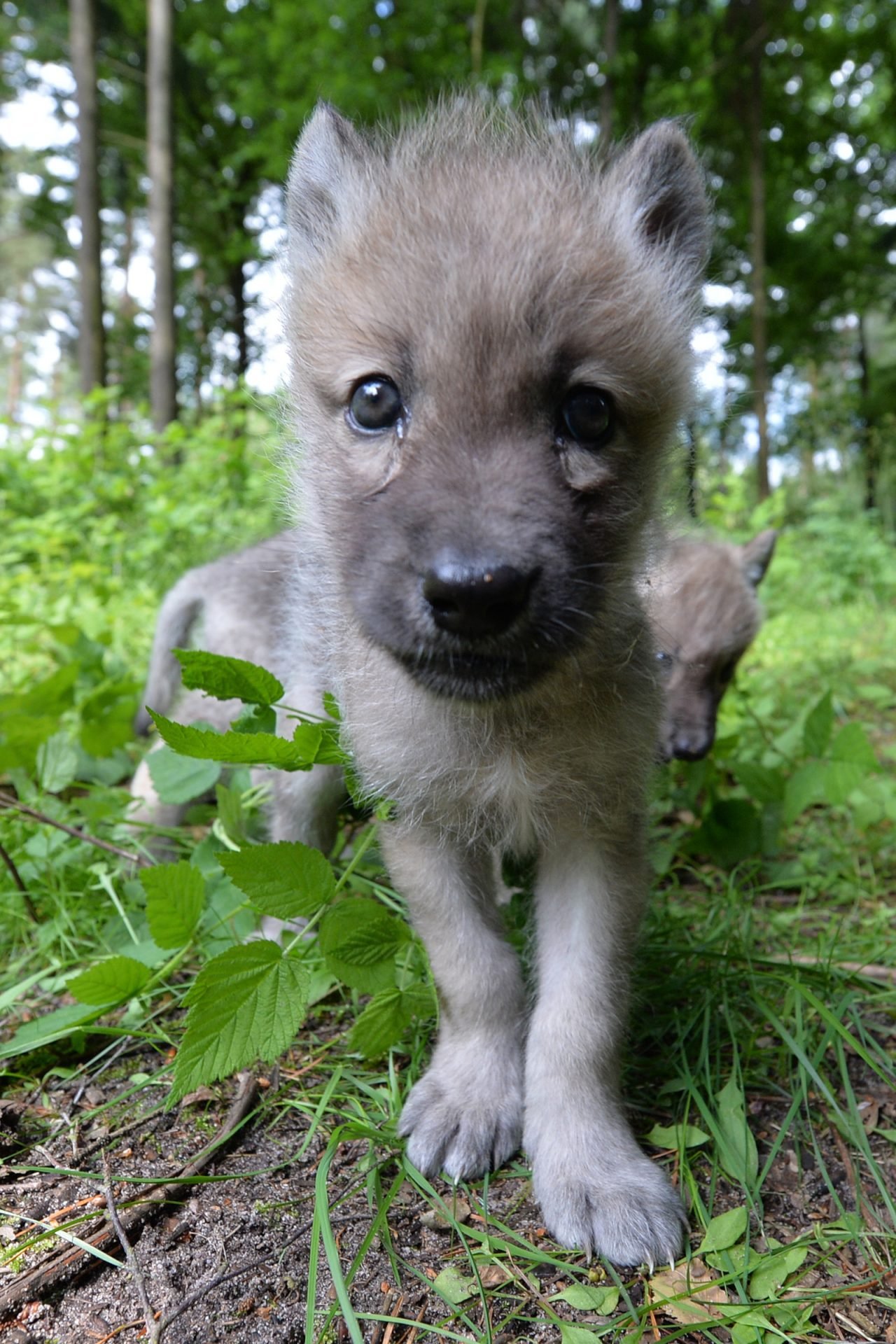 2021_03_kisfarkas-scaled.jpg