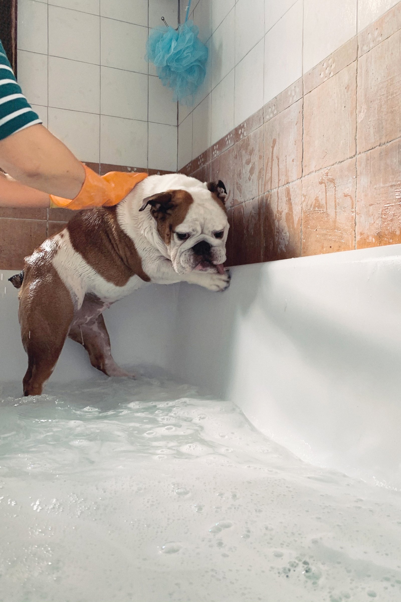 angol bulldog fürdés víz fél