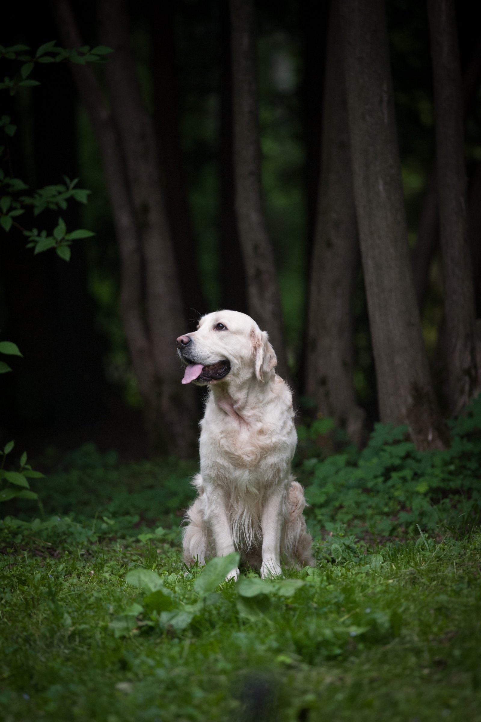 golden retriever erdő sötét