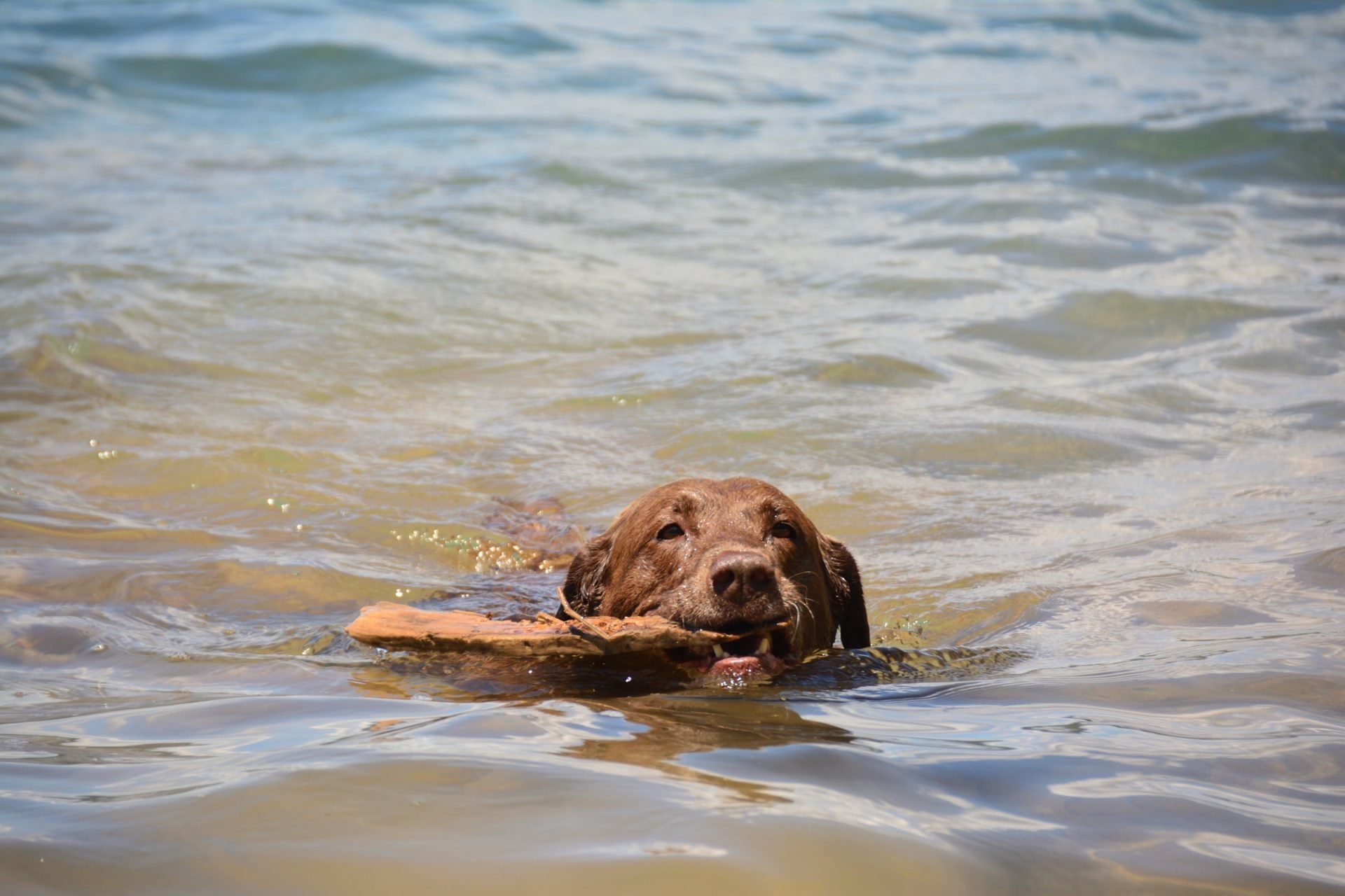 2021_03_labrador-viz-uszas-scaled.jpg
